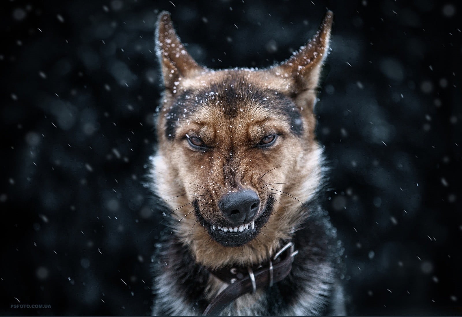 snowing, shepherd, german shepherd, animals, looking at camera, adult, day, german, animal themes, one animal, winter, animal, outdoors, focus, no people, HD Wallpaper