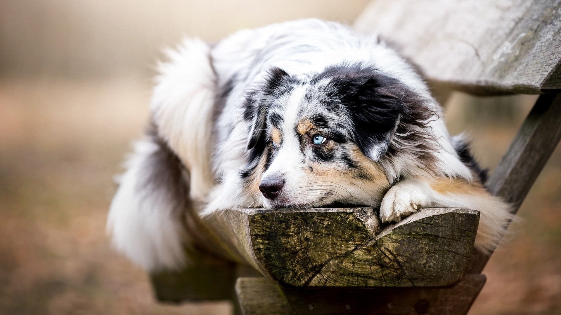 wood - material, close-up, blue eyes, focus on foreground, nature, pets, 1080P, portrait, outdoors, dog, domestic animals, domestic, Australian Shepherd, HD Wallpaper