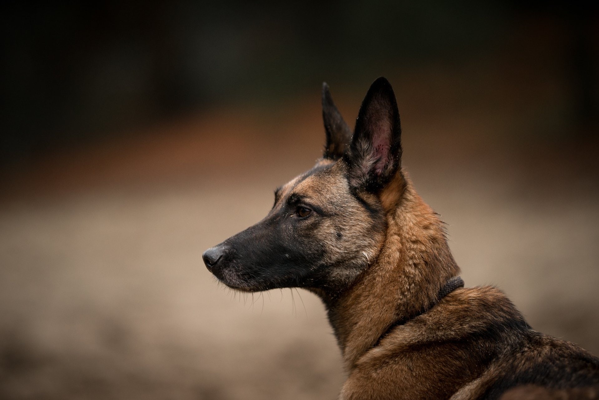 profile view, domestic animals, 1080P, purebred dog, animal, domestic, pets, animal themes, Dogs, brown, focus on foreground, animal head, german shepherd, HD Wallpaper