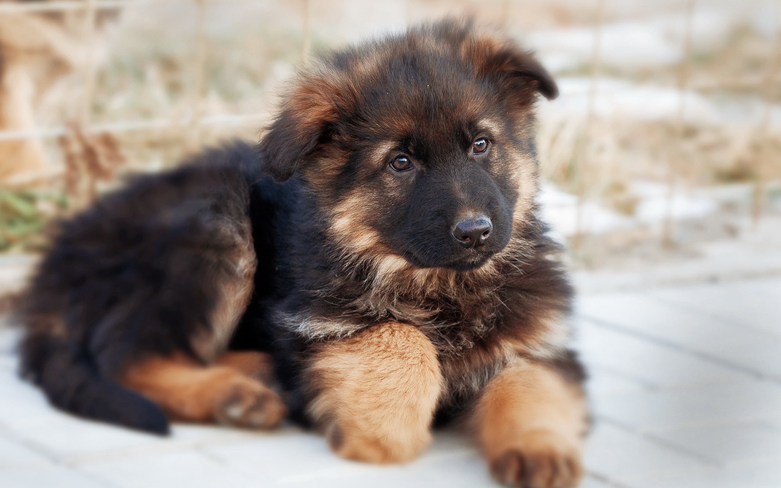 animal, 2K, purebred Dog, young Animal, black, looking, fur, brown, sitting, domestic Animals, german, domestic, dog, mammal, cute, tan, shepherd, pets, HD Wallpaper
