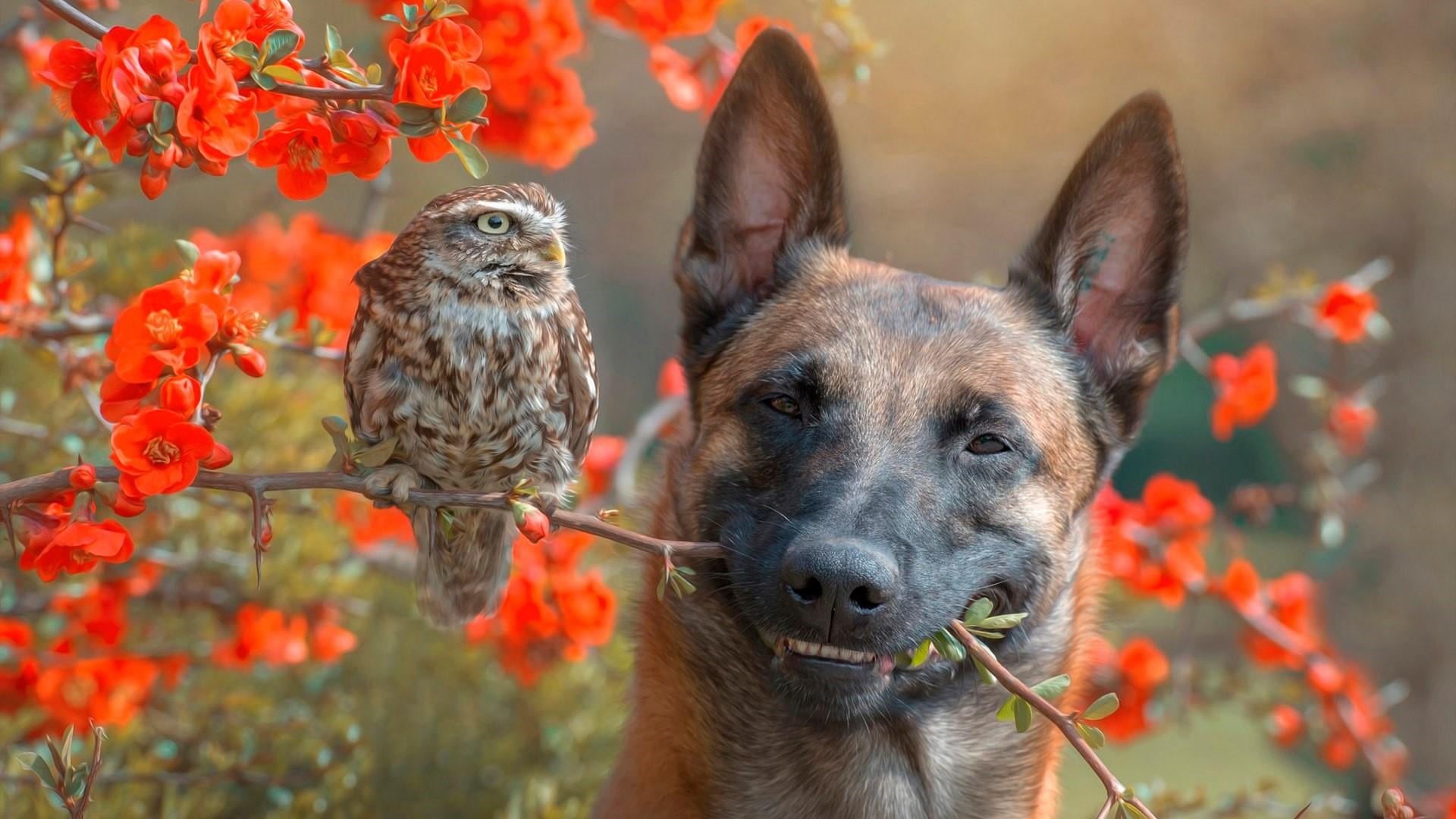 close-up, belgian shepherd malinois, animal, bird, red flowers, nature, one animal, friends, friend, focus on foreground, spring, domestic, cute, animal wildlife, HD Wallpaper