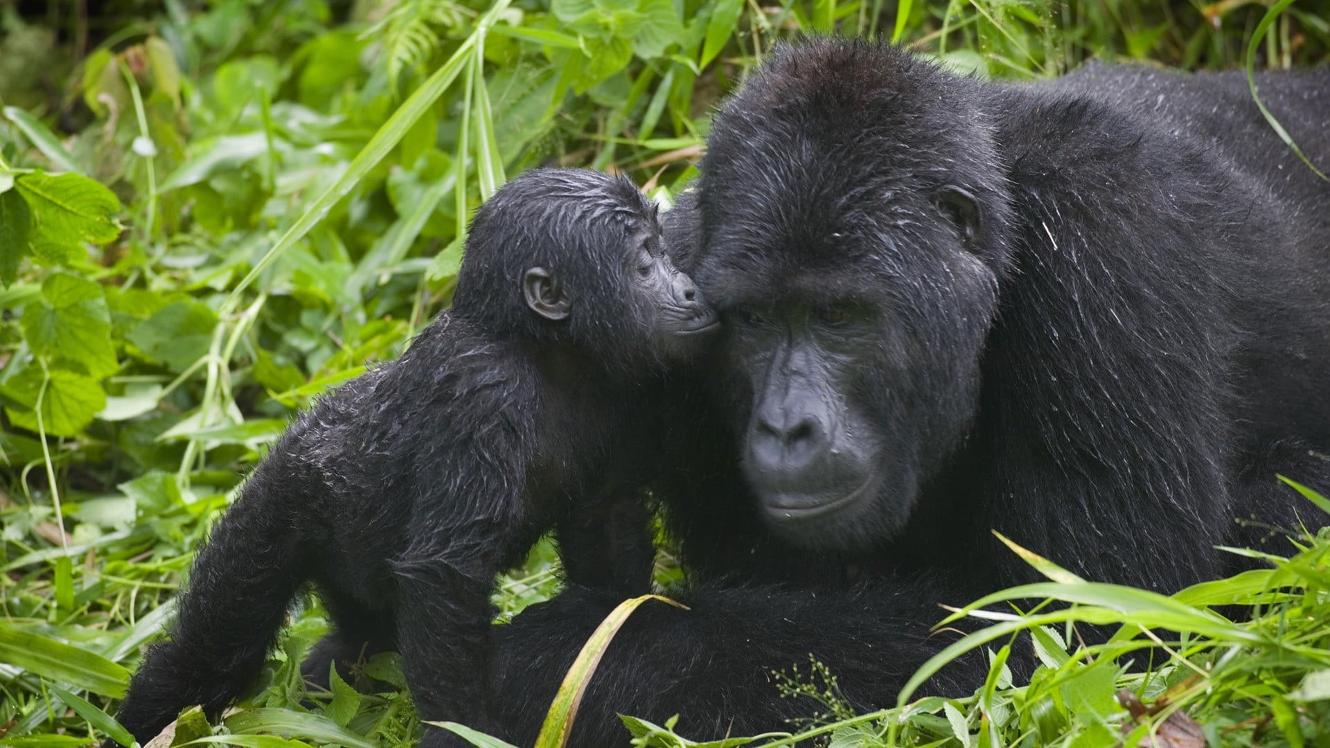 animals in the wild, plant, animal, german, monkey, mammal, animal family, outdoors, leaf, gorilla, apes, vertebrate, land, nature, green color, puppy, HD Wallpaper