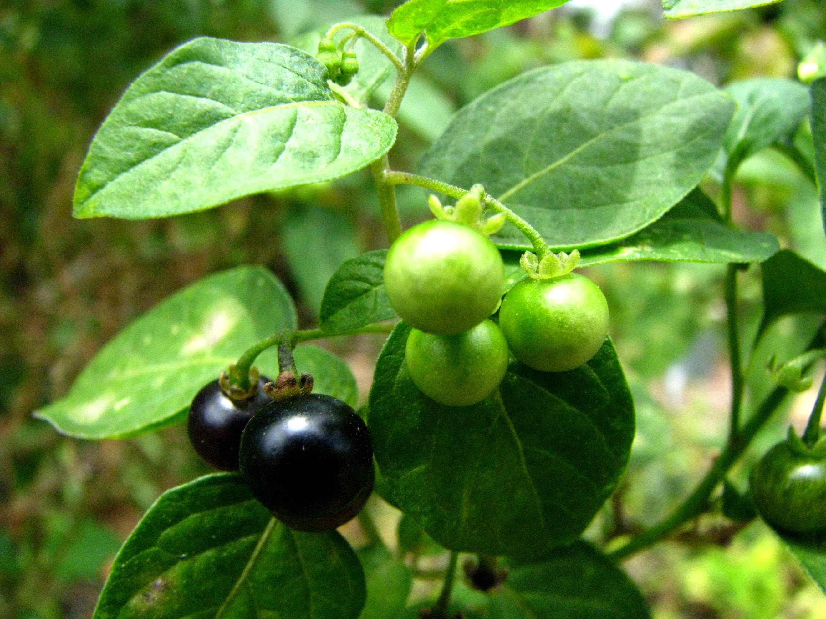 Austral Islands, Oahu, Popolo, Futuna, solanum, Marquesas, leaf, Fiji, taxonomy, Solanaceae, organic, dye, agriculture, medicinal plant, nightshade  plants, HD Wallpaper