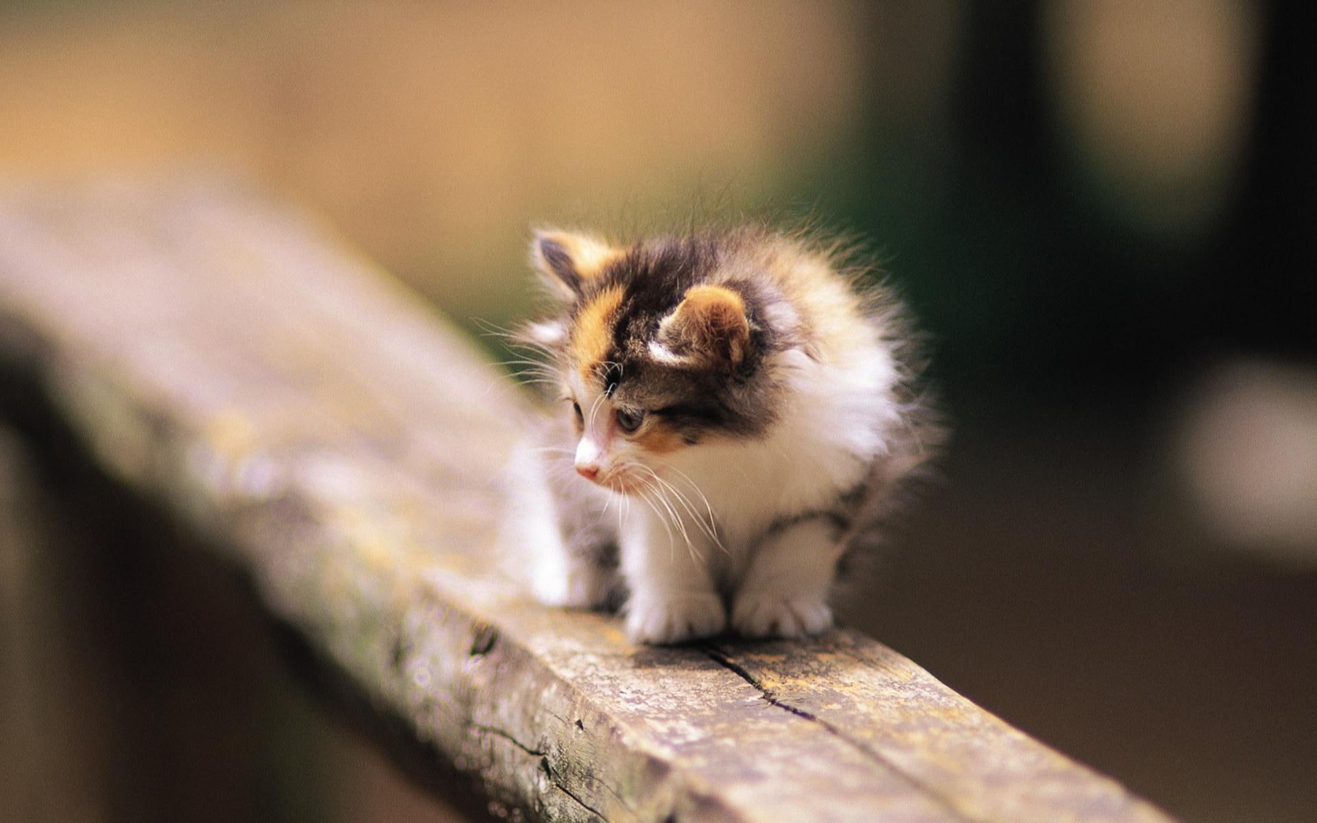 Kitten, Scared, 1080P, HD Wallpaper