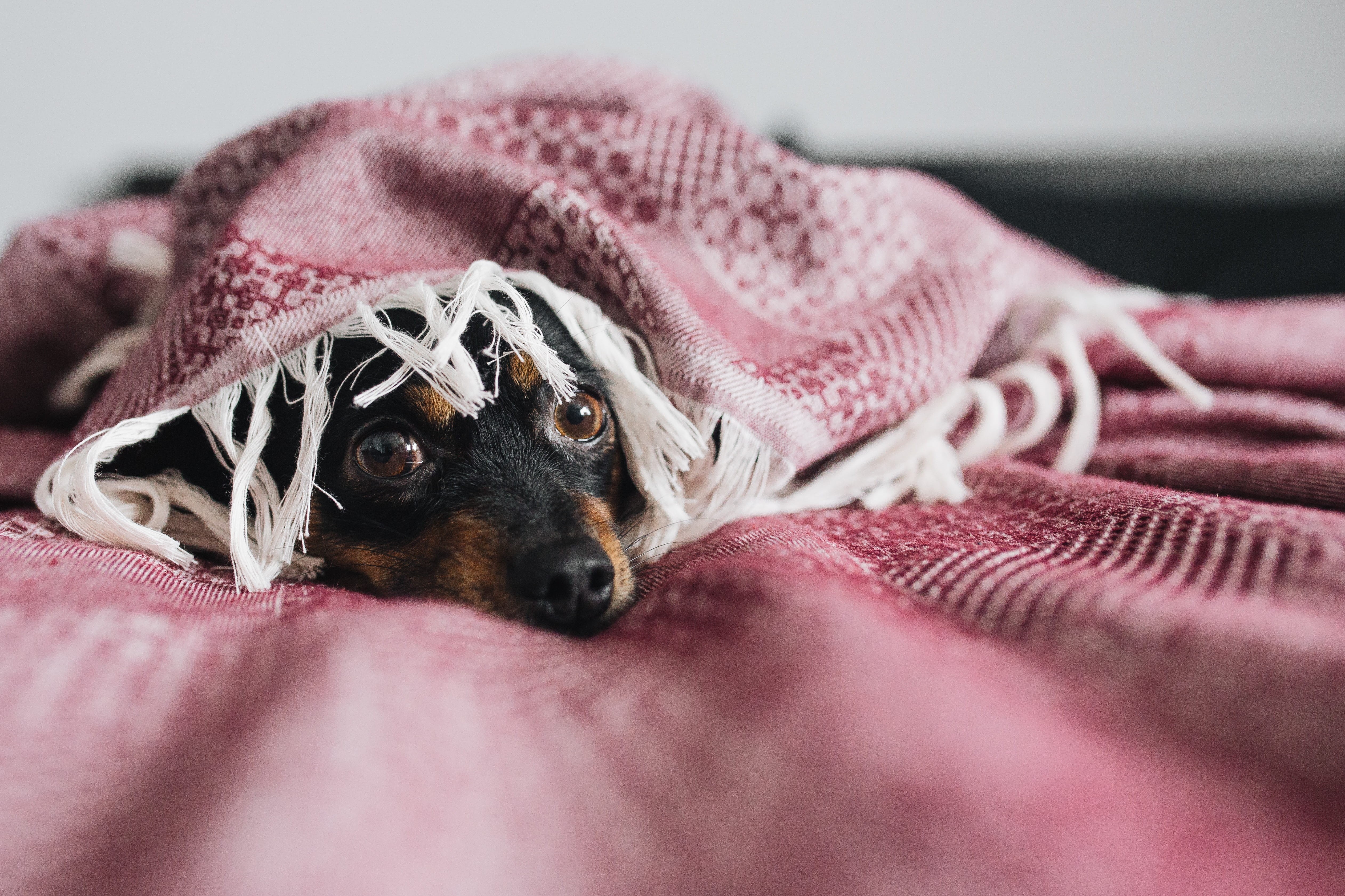 vertebrate, close-up, sad, canine, no people, small, 4K, cosy, one animal, mammal, animal, life, sweet, scared, pet, animal body part, cold, domestic, HD Wallpaper