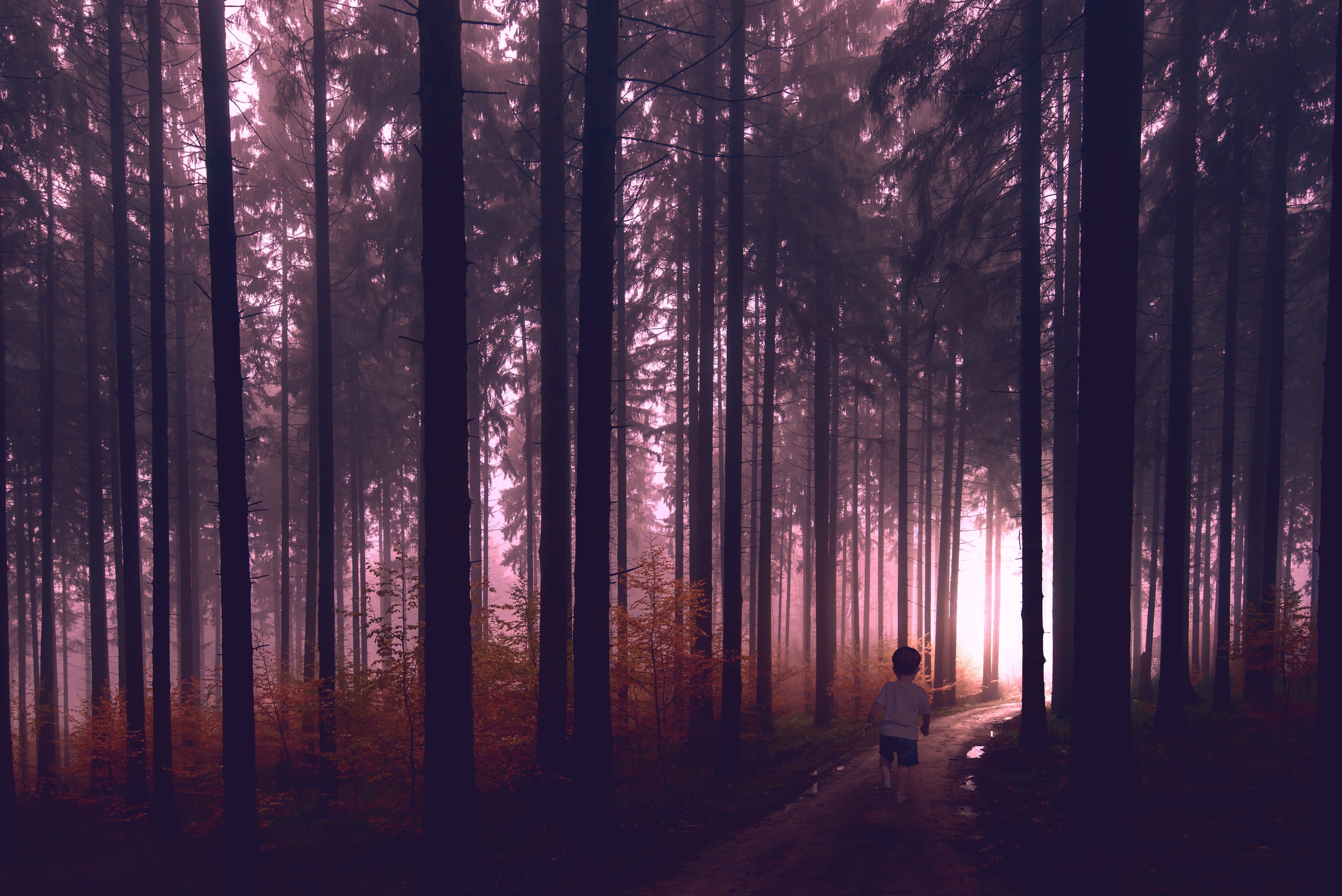 people, forest, woodland, non-urban scene, trees, one person, nature, leisure activity, trunk, standing, lifestyles, scary, plant, kid, real people, land, HD Wallpaper