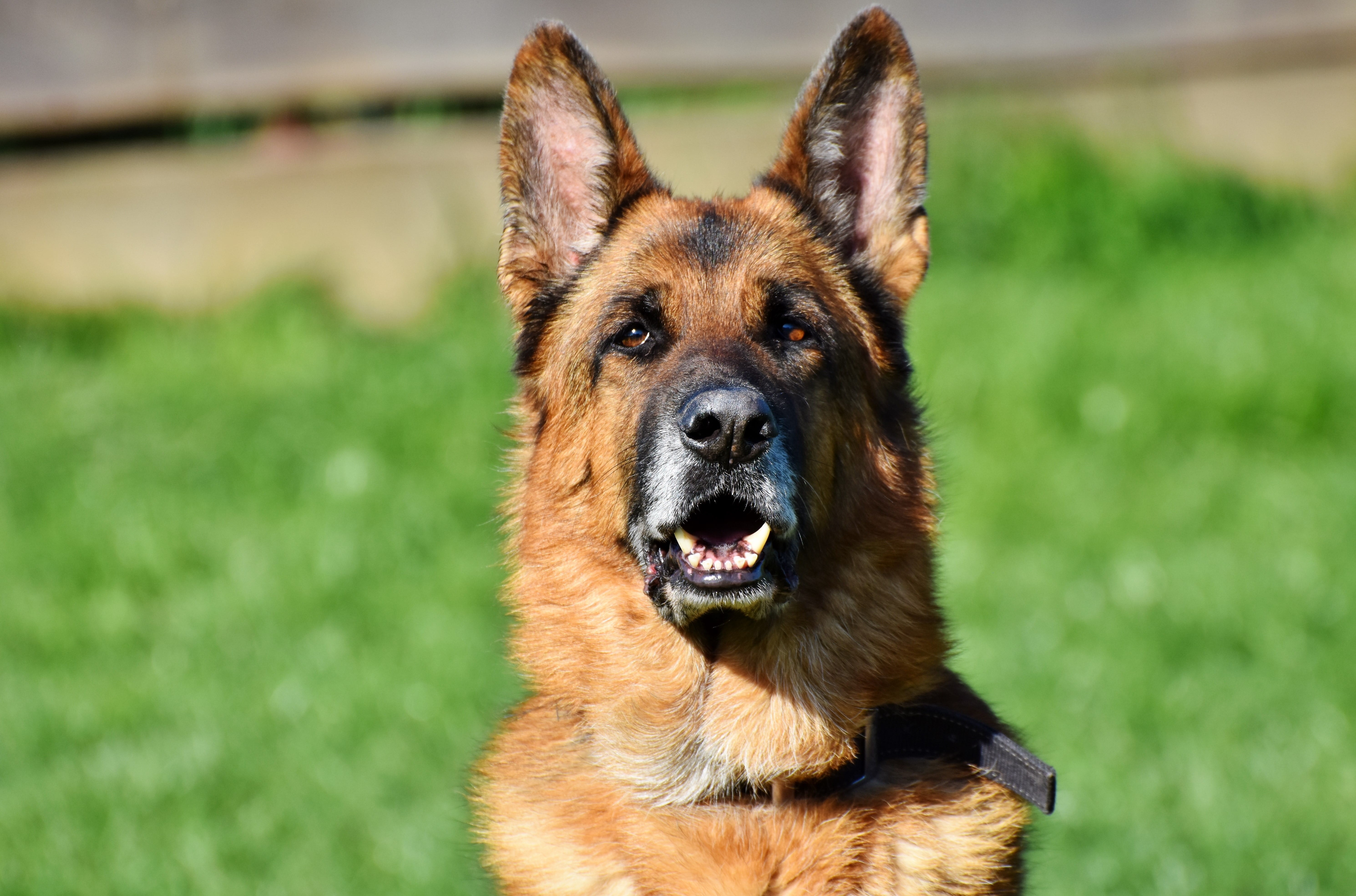 domestic animals, animal, snout, focus on foreground, mouth open, plant, attention, animal body part, head, shepherd, purebred dog, focus, portrait, domestic, HD Wallpaper