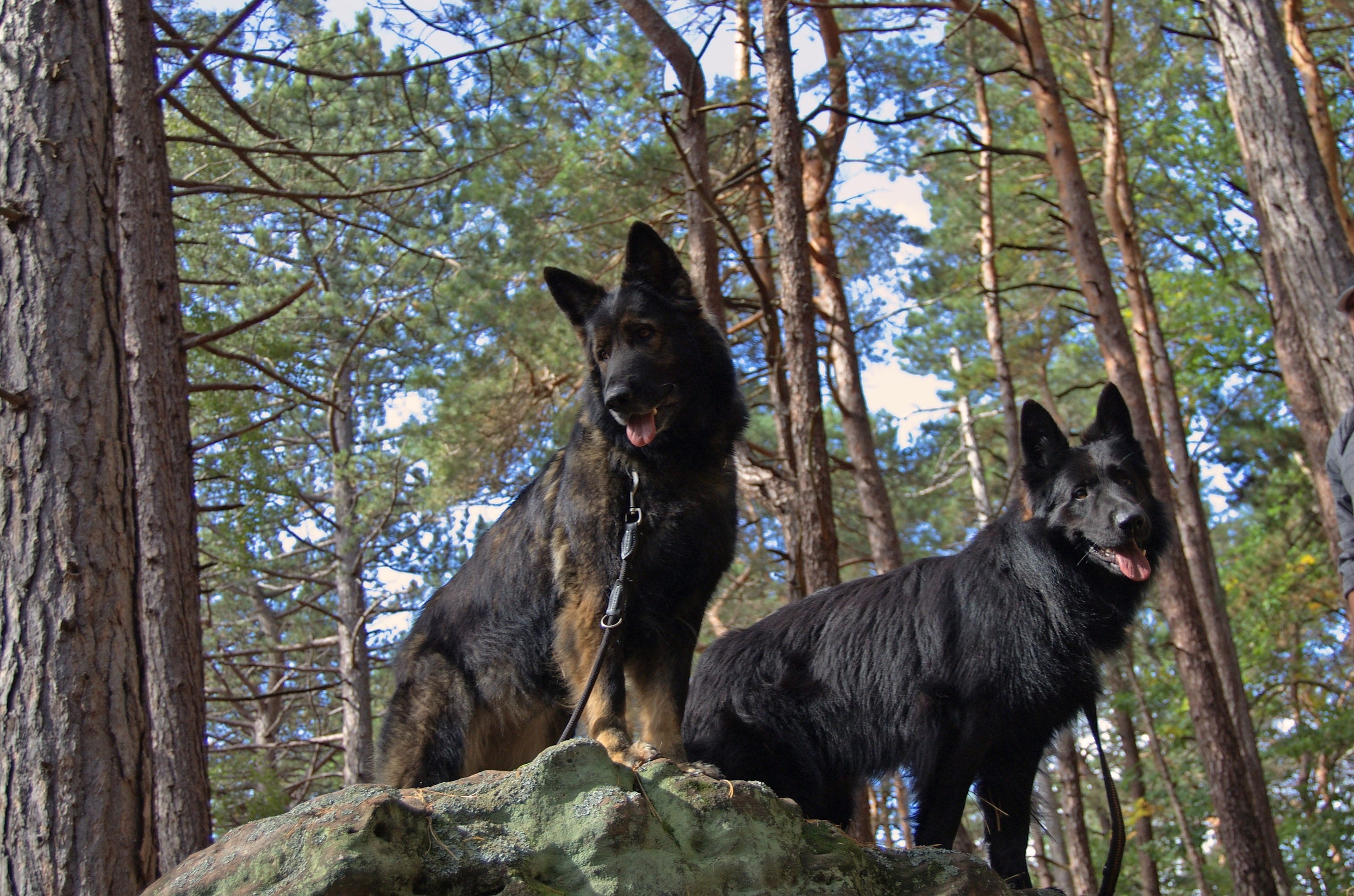 predator, break, dog trekking, belgian, Schäfer, tree trunk, land, animal, mammal, german shepherd, outdoors, pets, schäfer dog, tree, walk, rest, grey, HD Wallpaper