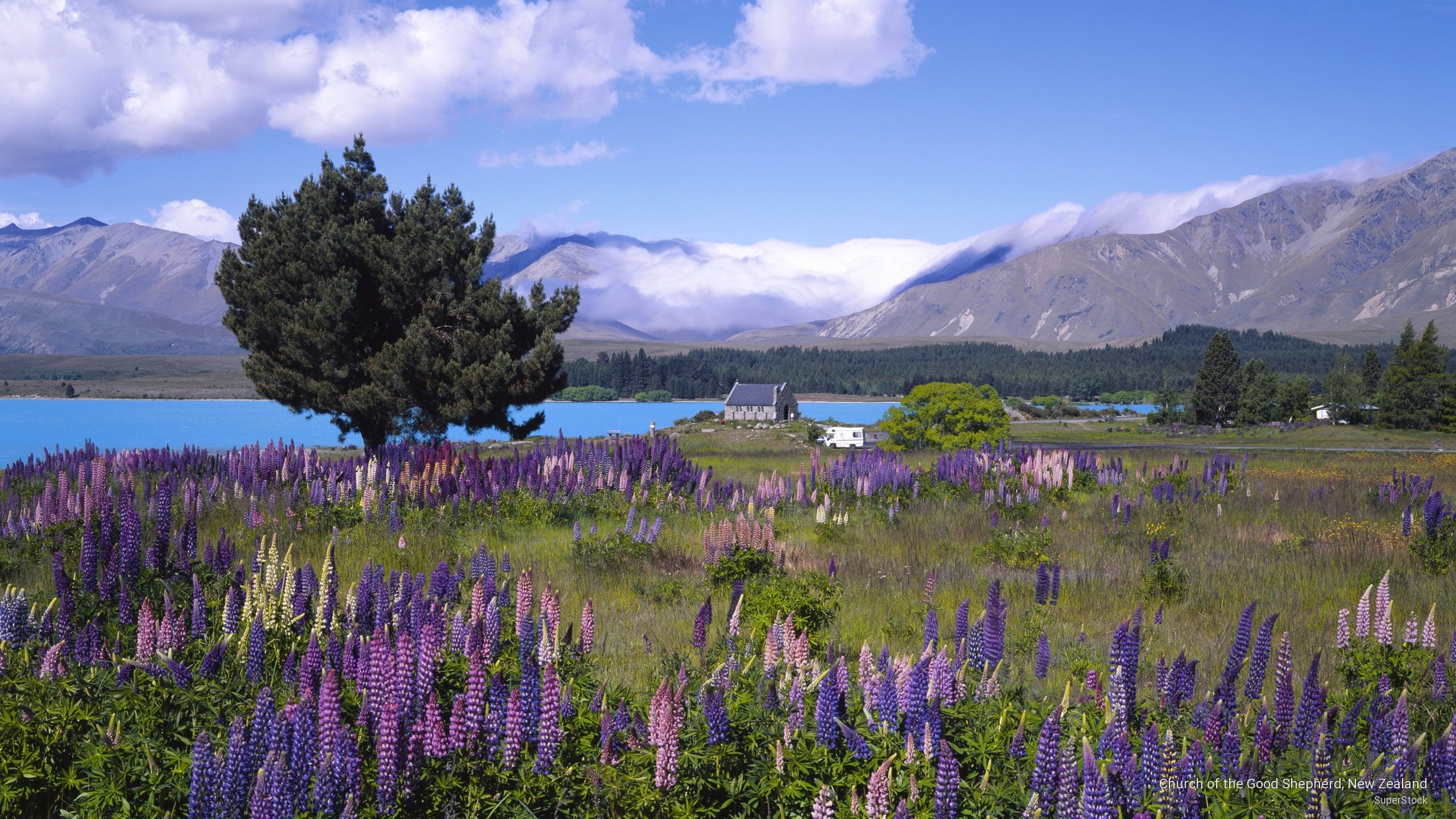 shepherd, good, 2K, church, Oceania, new, zealand, HD Wallpaper