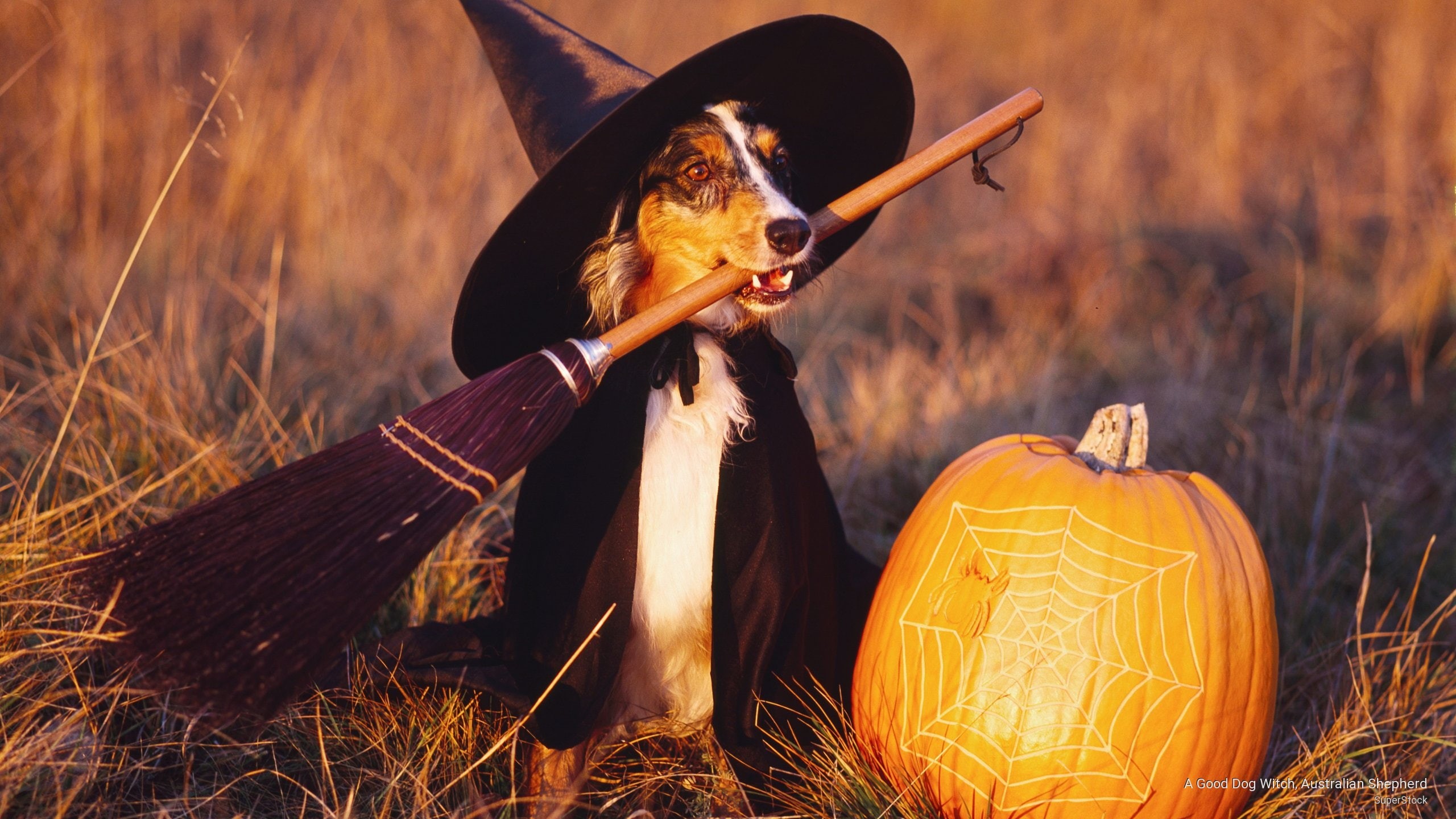 2K, witch, shepherd, dog, good, australian, Holidays, HD Wallpaper