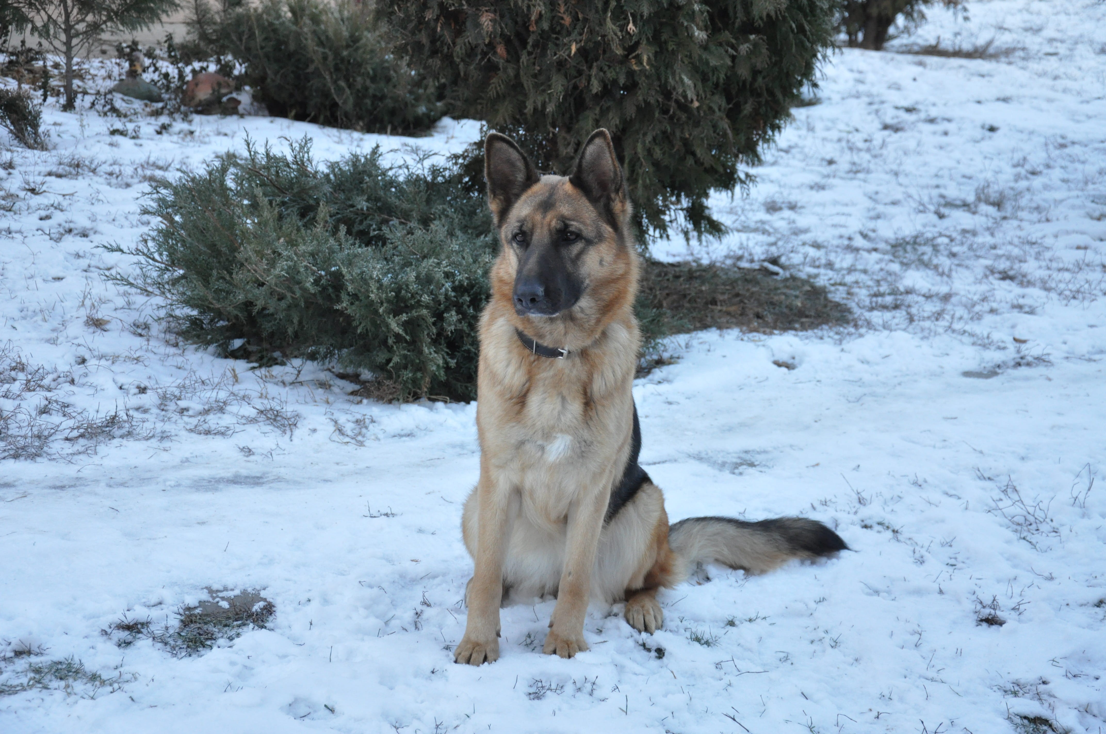 training, smart animal, land, vertebrate, good, heat, nose, beauty in nature, one animal, animal, dog eyes, cold temperature, dog, security, mammal, domestic animals, HD Wallpaper