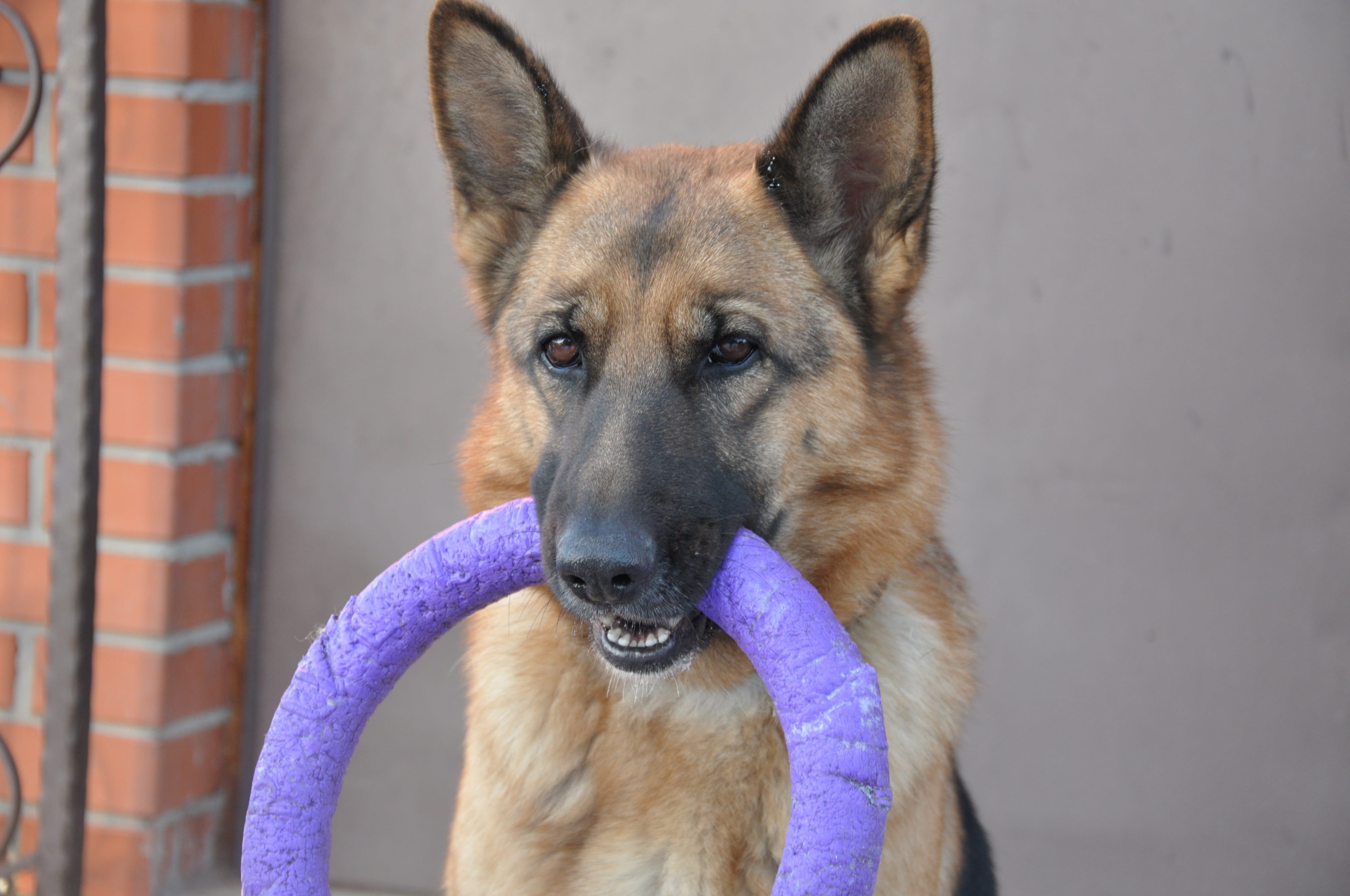 dog, domestic, day, security, vertebrate, german shepherd, home, clever dog, mouth open, wool, mammal, looking at camera, smart, no people, mans best friend, HD Wallpaper