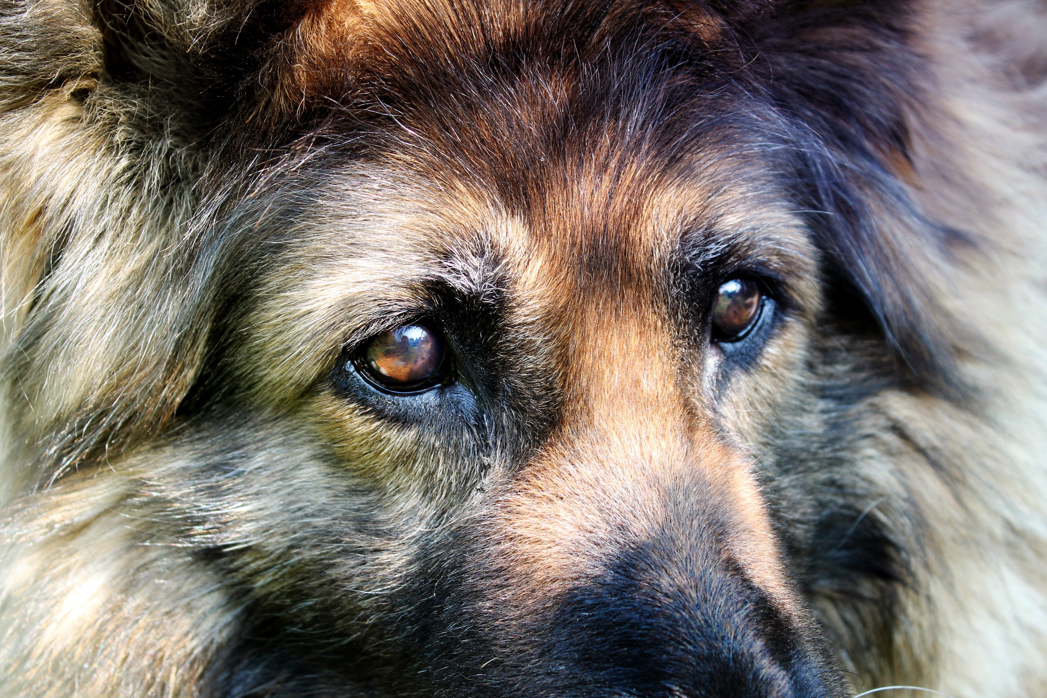 dog eyes, canine, mammal, schäfer dog, animal, domestic animals, hair, dogs, one animal, close, fur, animal world, close-up, dog, animal body part, snout, HD Wallpaper