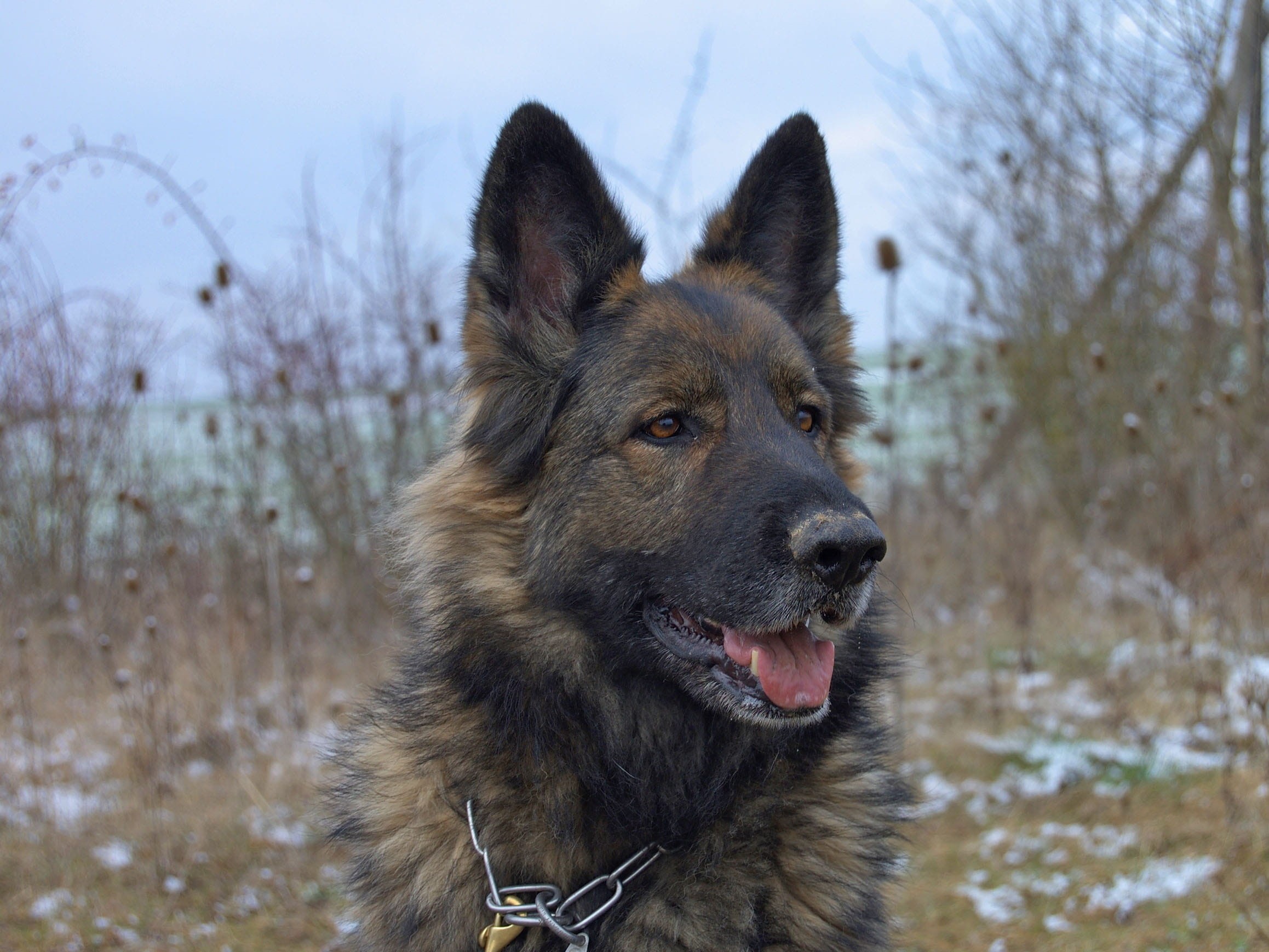 walk, looking away, sheepdog, purebred Dog, winter, mouth open, german, cute, blue, no people, looking, good, animal head, shepherd, Old, one animal, canine, HD Wallpaper