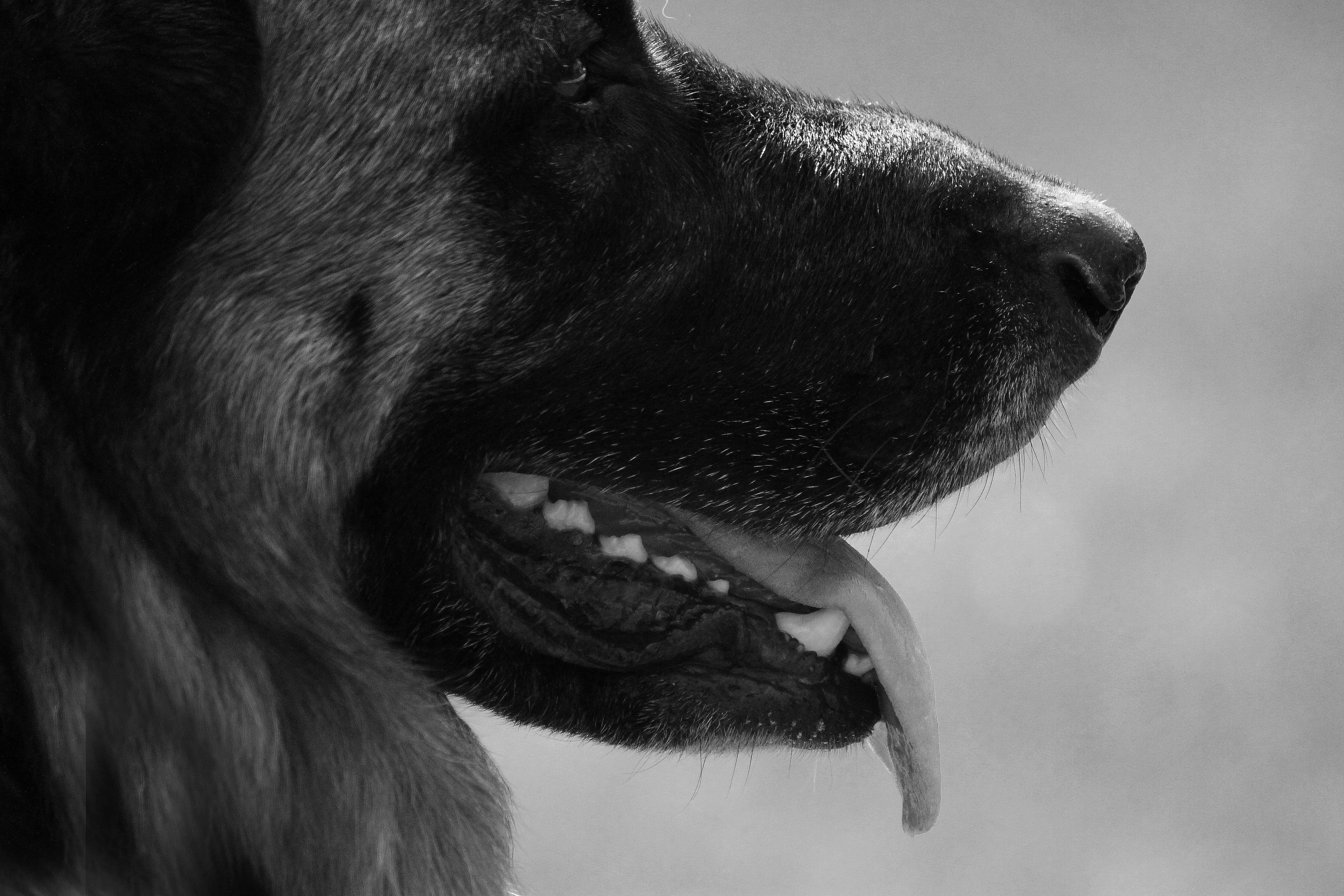 domestic, animal themes, dog, animal tongue, pet, animal body part, close-up, snout, looking, domestic animals, animal mouth, pets, canine, 5K, animal teeth, HD Wallpaper