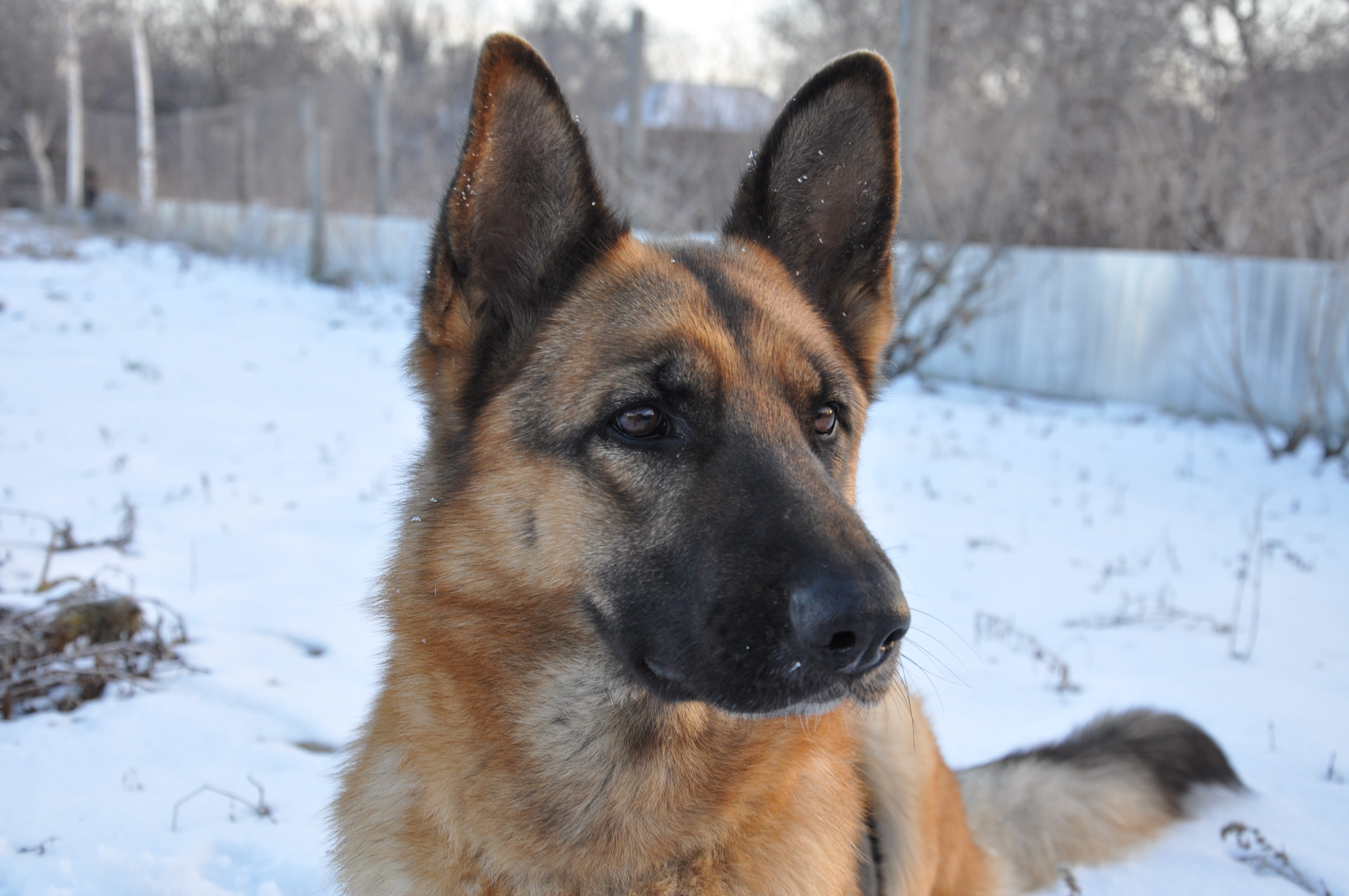snow, german shepherd, security, dog eyes, mans best friend, no people, view, attention, focus on foreground, cold, pets, nature, cold temperature, shepherd, HD Wallpaper