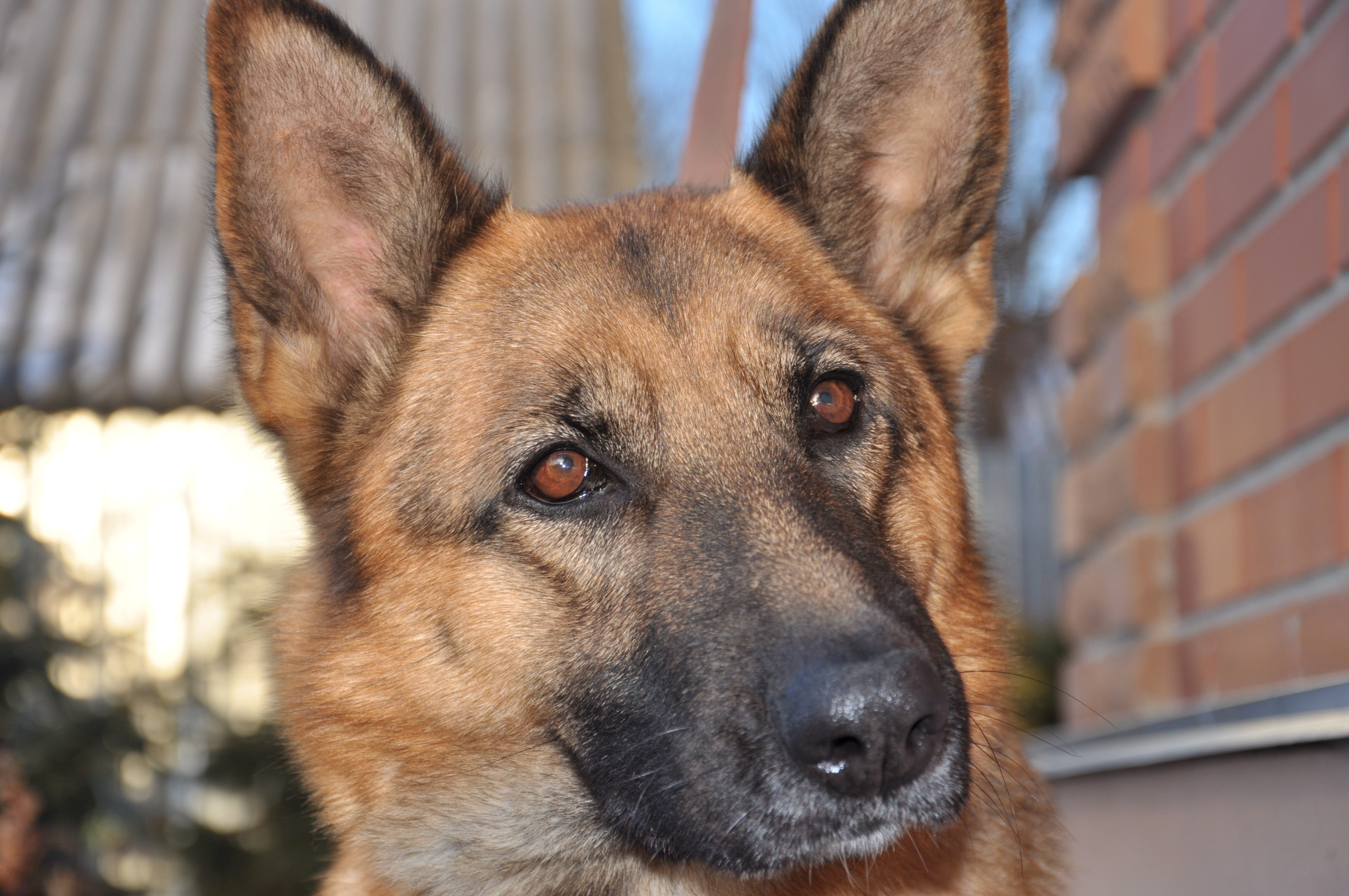 wool, stand by, vertebrate, pet, training, good, animal eye, smart animal, pets, snout, looking, canine, animal themes, german shepherd, outdoors, animal body part, HD Wallpaper