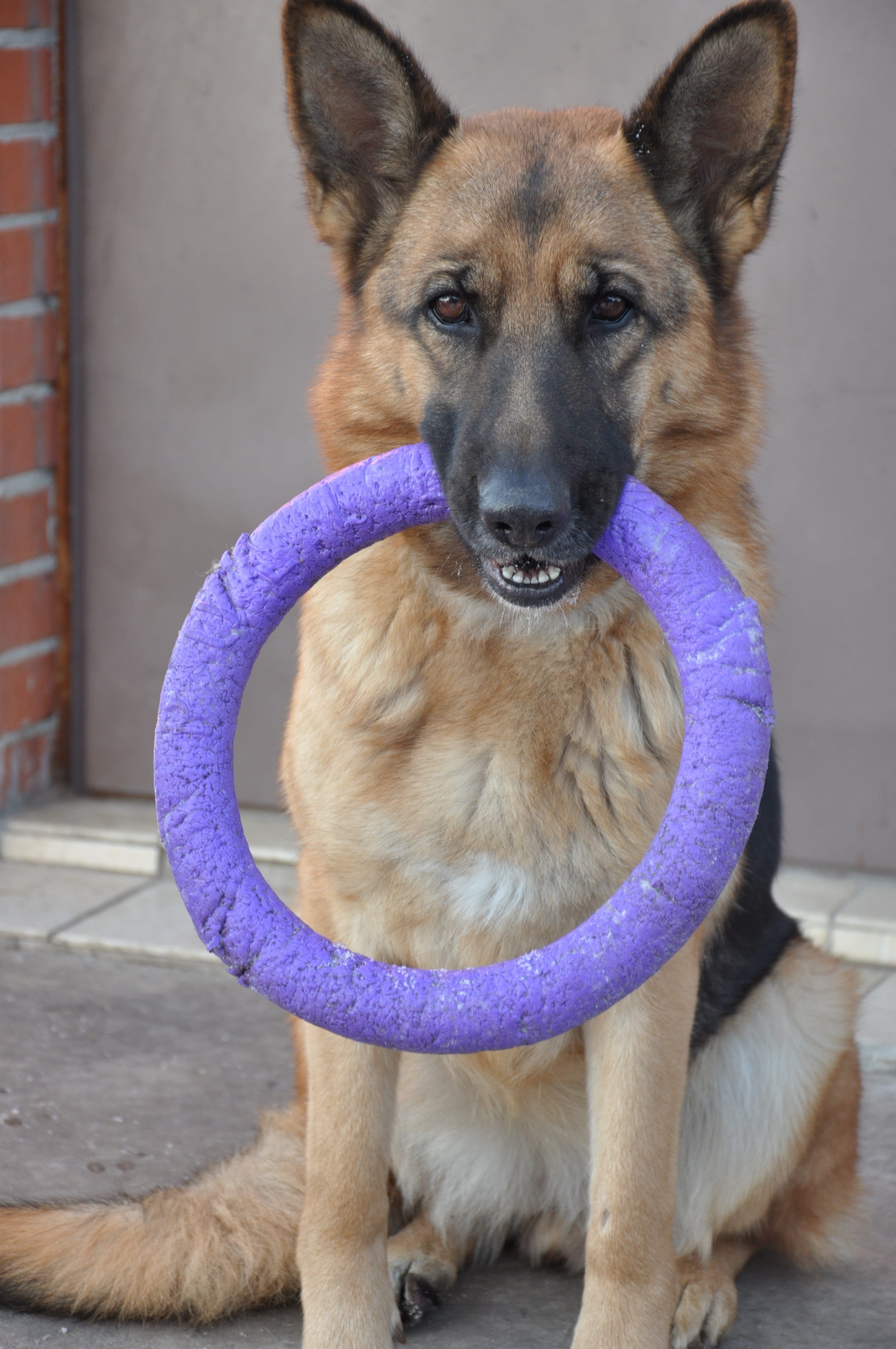 clever dog, home, security, animal, day, smart, dog, looking at camera, no people, domestic animals, 4K, devotion, mans best friend, front view, german shepherd, Phone HD Wallpaper