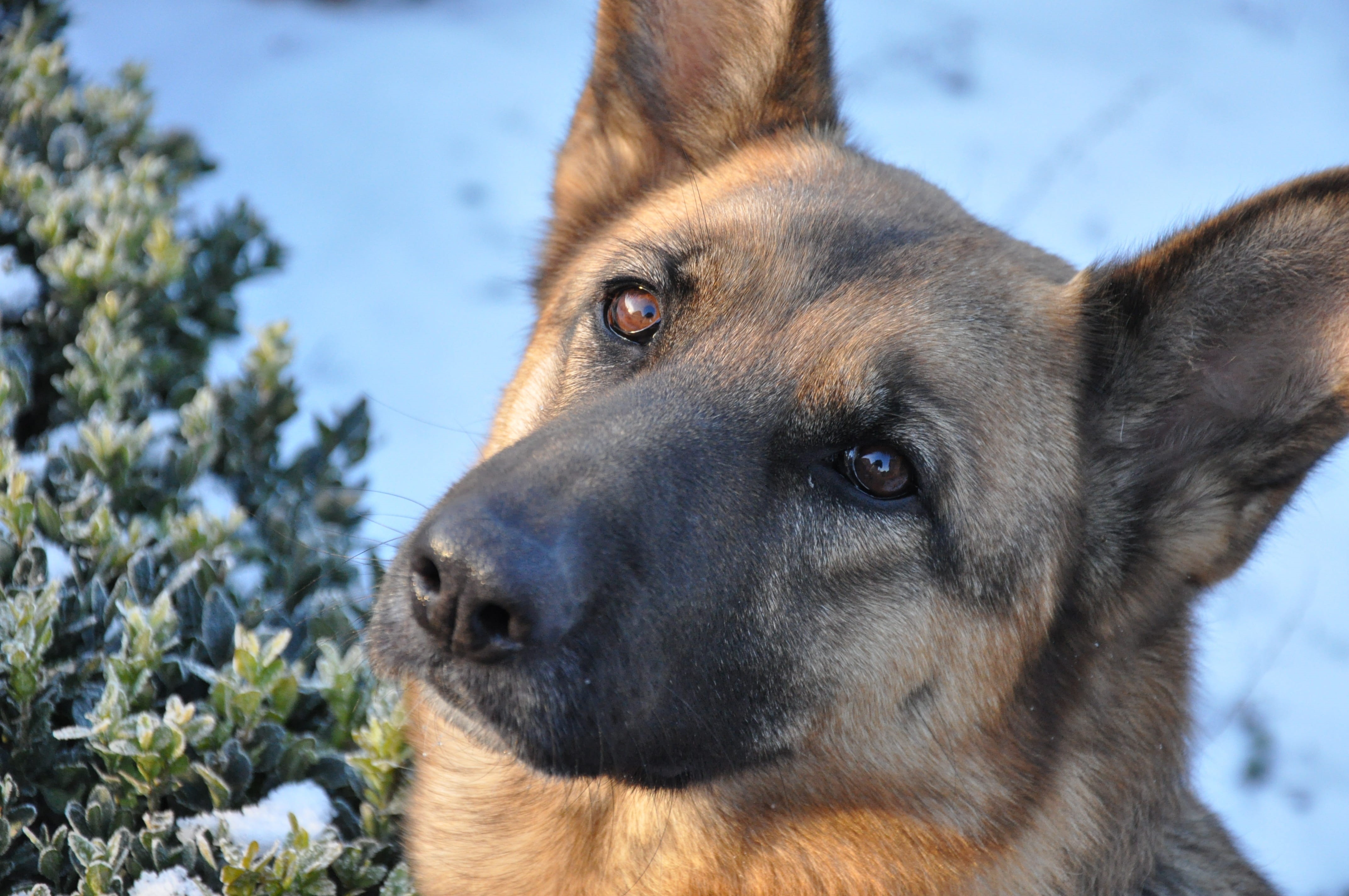 close-up, animal themes, mammal, dog eyes, pets, animal head, training, animal eye, animal, day, one animal, snow, cold, looking away, clever dog, shepherd, HD Wallpaper