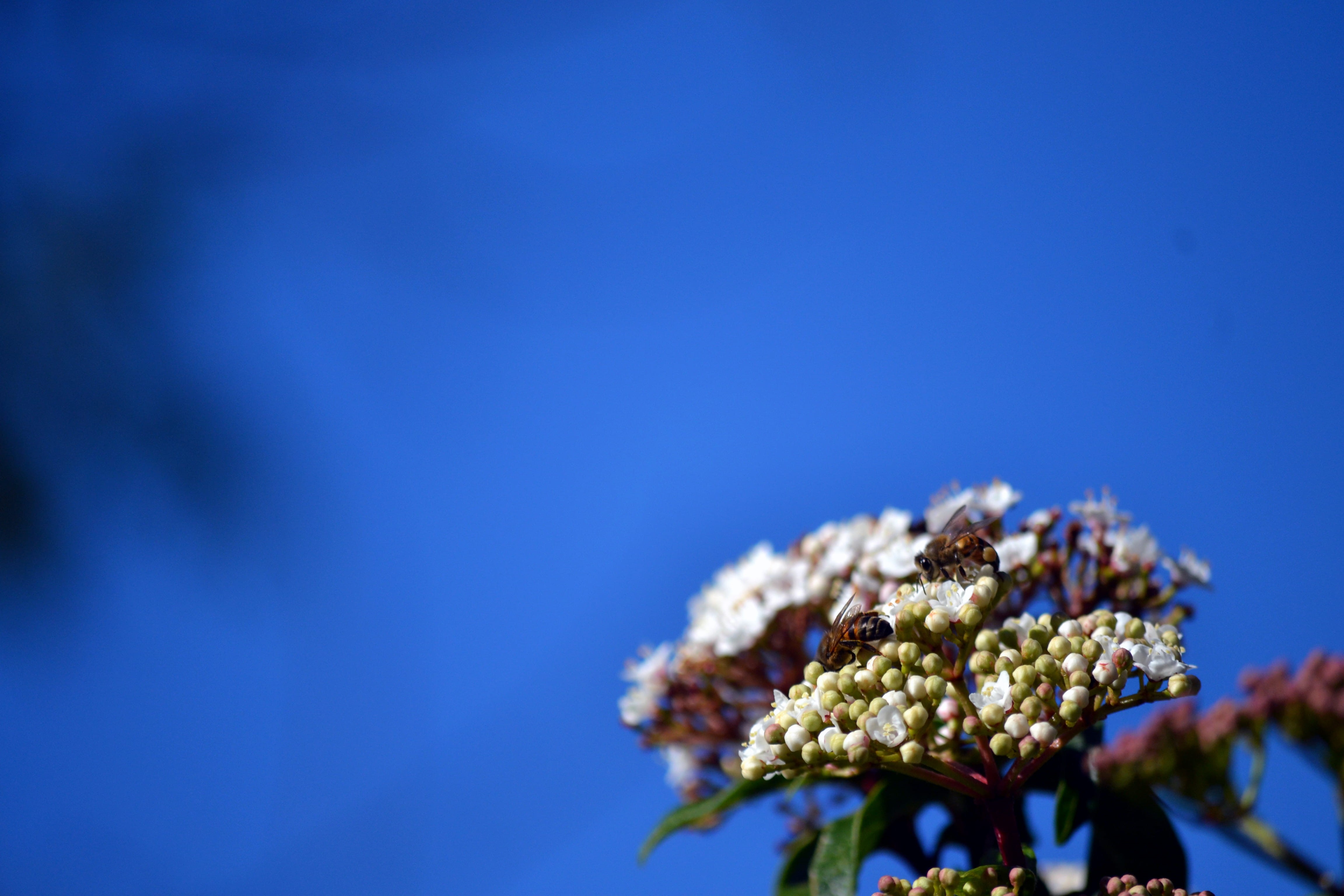 4K, floresta, beauty in nature, vulnerability, green point park, day, blue background, blue, bothanical garden, botanico, food and drink, growth, close-up, HD Wallpaper