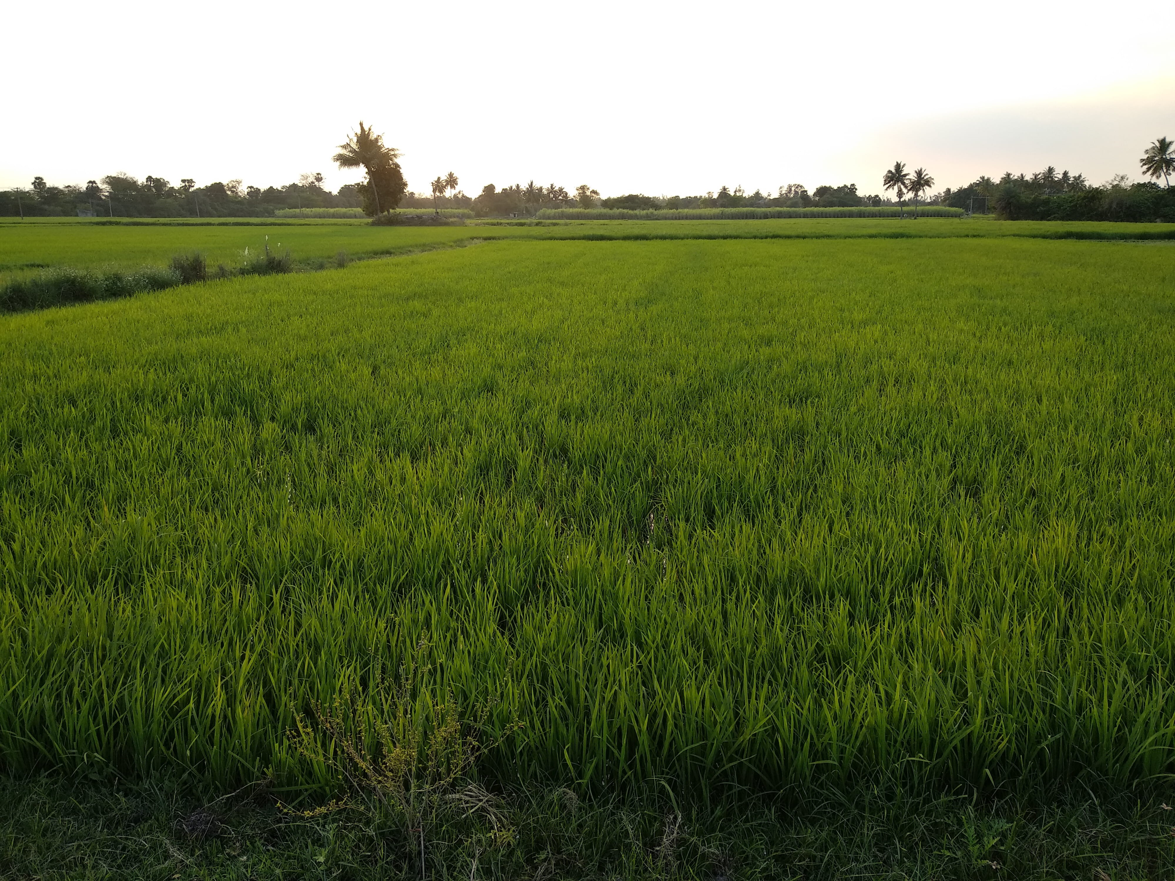 grass, visamangalam, tree, chetpet road street vinayagar kovil, woodland, plant, tranquil scene, no people, countryside, grassland, forest, plantation, HD Wallpaper
