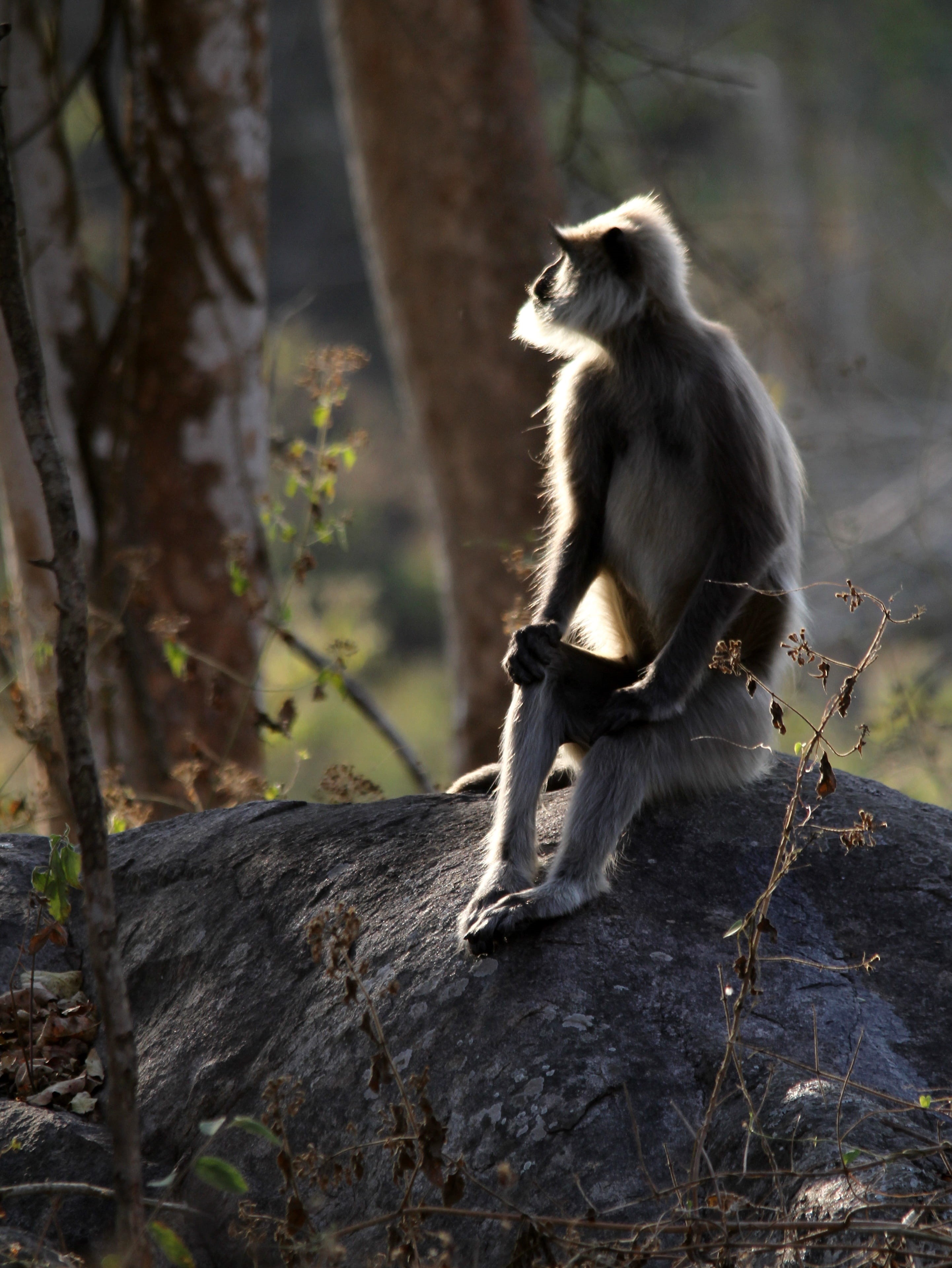 india, fauna, animal wildlife, macaque, animals in the wild, animal themes, animal, no people, gray langur, monkey, plant, nature, solid, 4K, forest, tree trunk, Phone HD Wallpaper