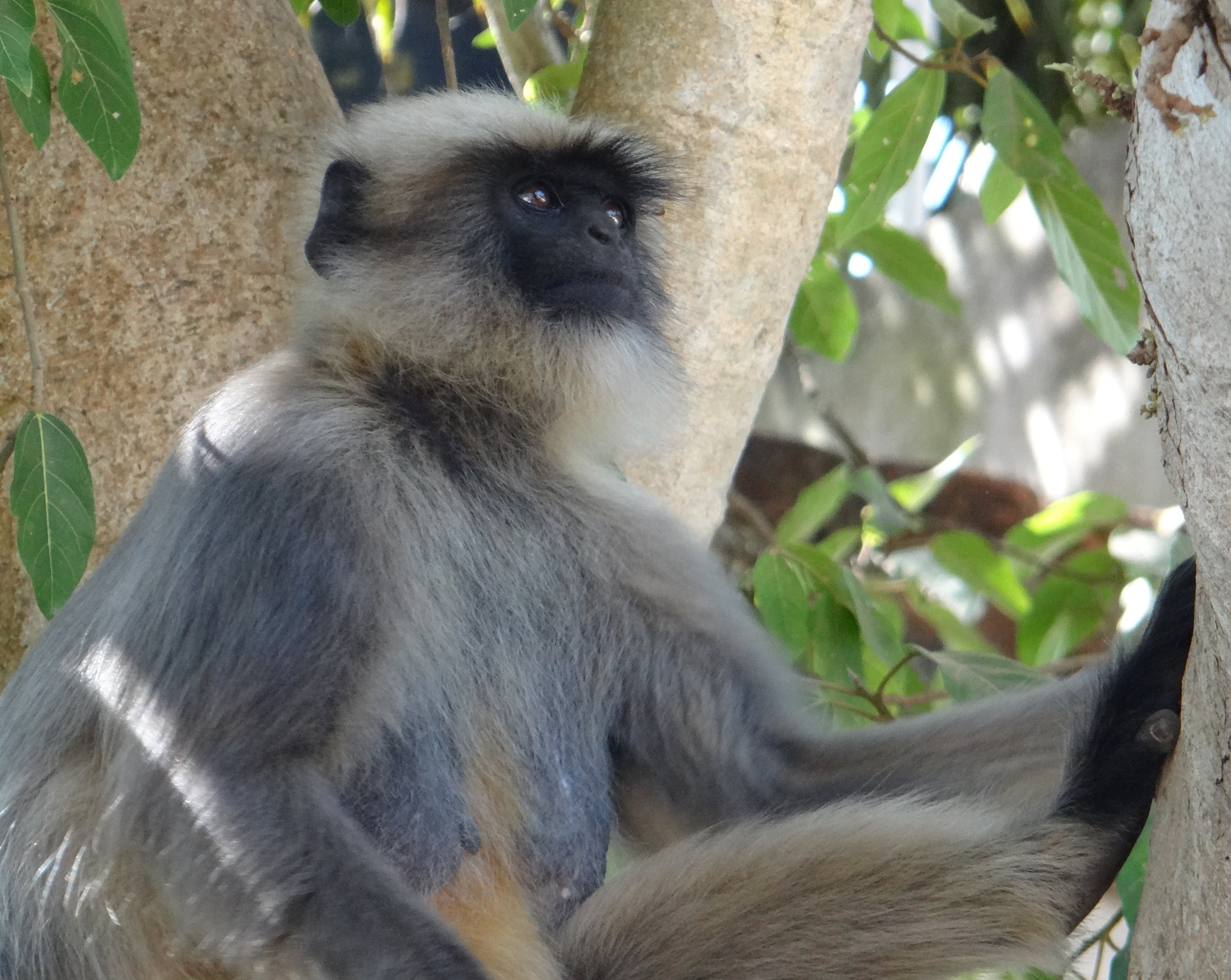 animal, mammal, sitting, plant, day, 4K, asia, india, primate, semnopithecus entellus, leaf, one animal, tree, vertebrate, animal wildlife, forest, hanuman langur, HD Wallpaper