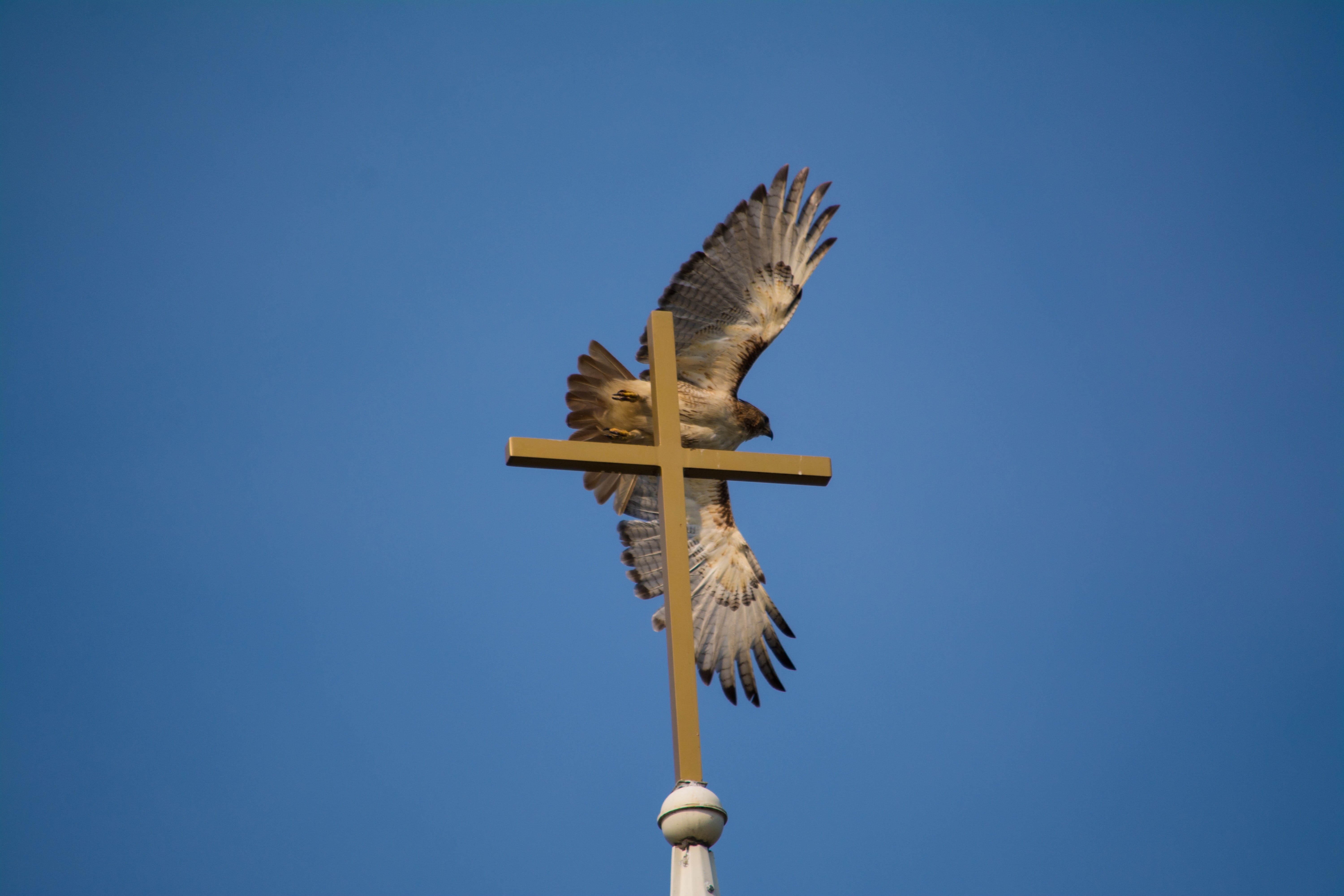 peace, eagle - Bird, animal themes, religion, spread wings, flying, nature, day, outdoors, no people, Wings, wings, Cross, christian, animal wildlife, animal, HD Wallpaper