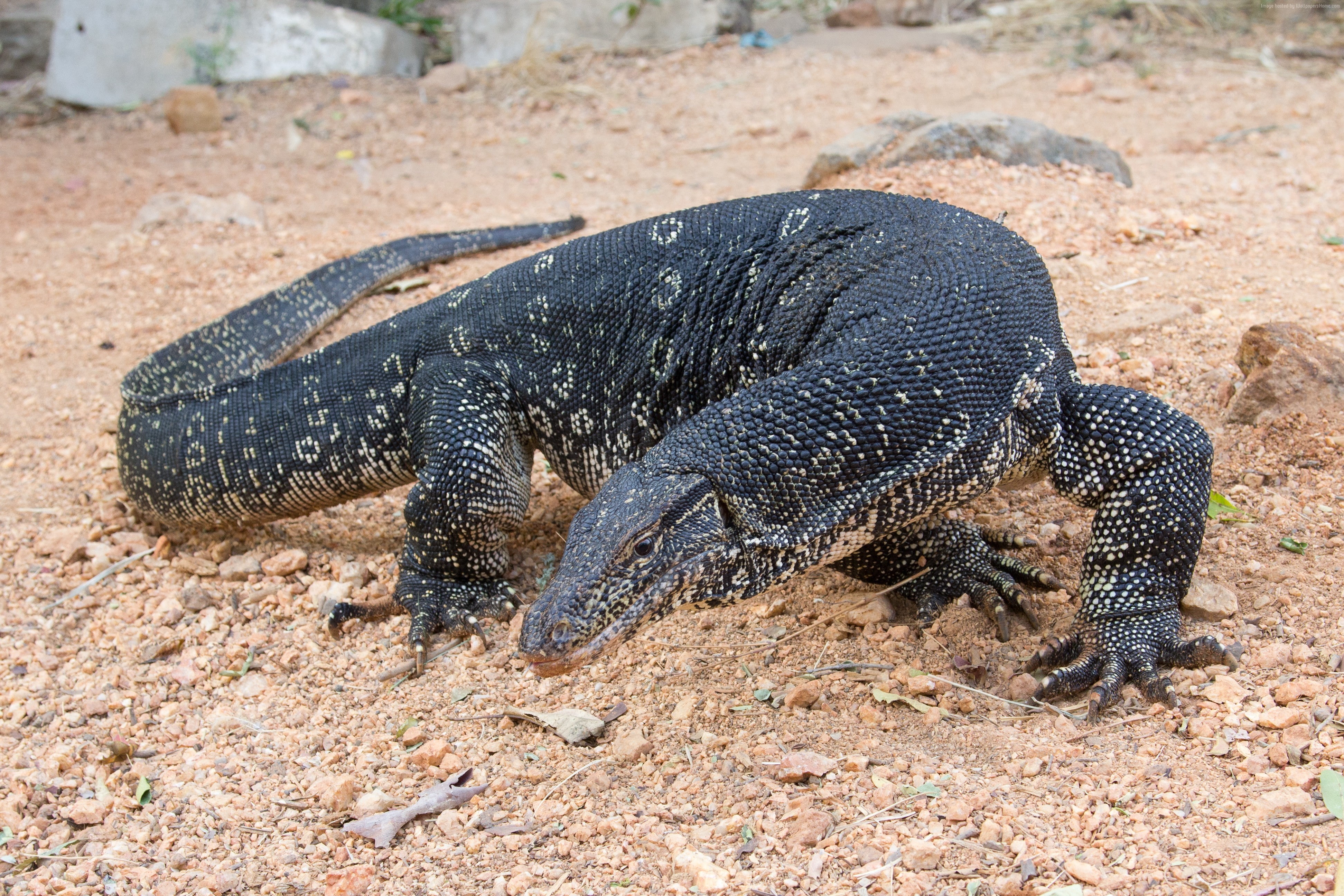 black, animal, lizard, 4K, Varanus salvator, nature, tourism, Comodo Dragon, South Asia, HD Wallpaper