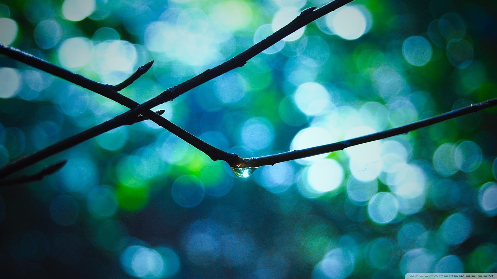 wire, boundary, plant, close-up, green, tree, no people, plants, defocused, barrier, necklace, black, nature, rain, wet, depth of field, macro, safety, HD Wallpaper