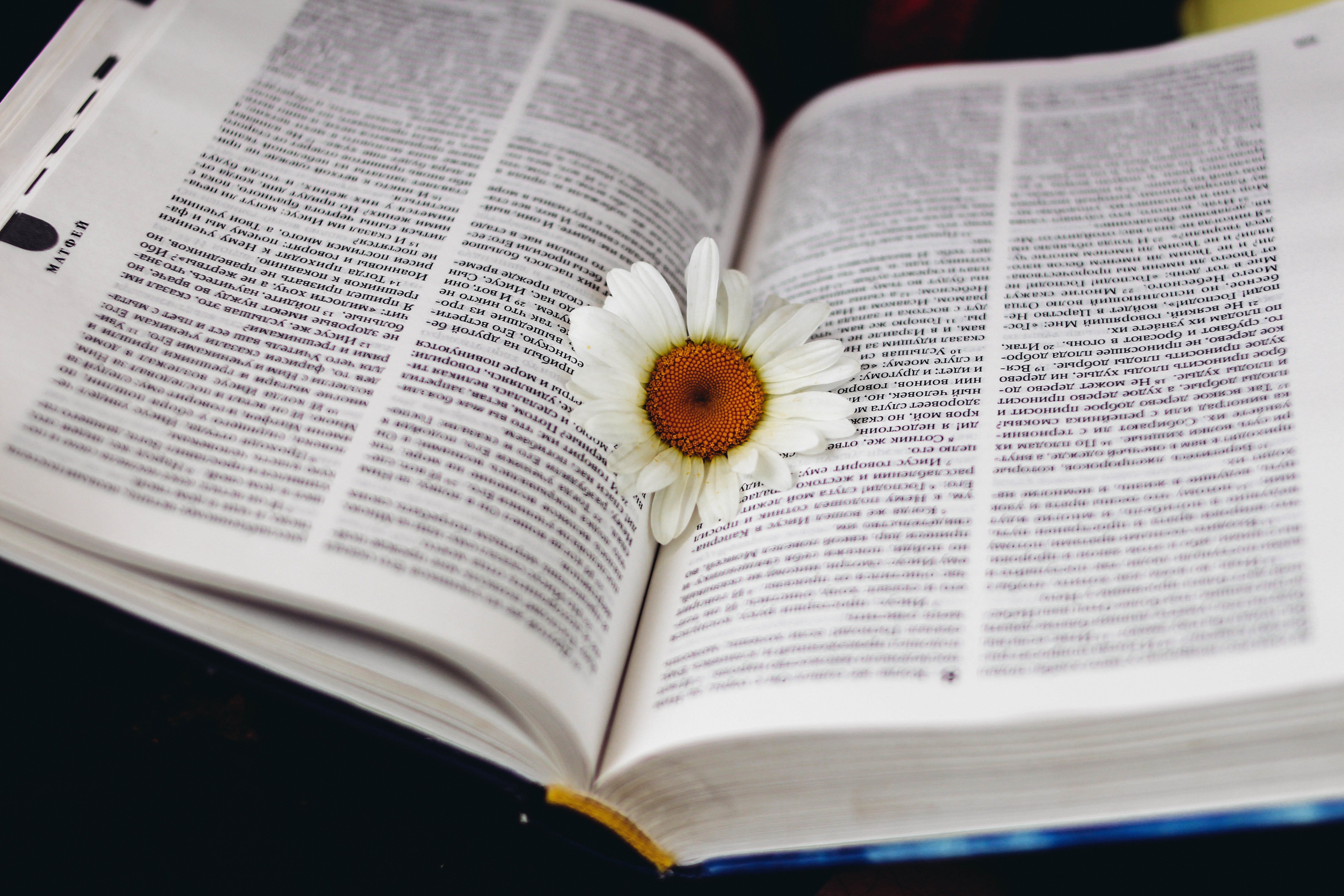 5K, bible, flowering plant, literature, photo, selective focus, no people, publication, beauty in nature, open, chamomile, middle, pollen, petaled, flower, HD Wallpaper