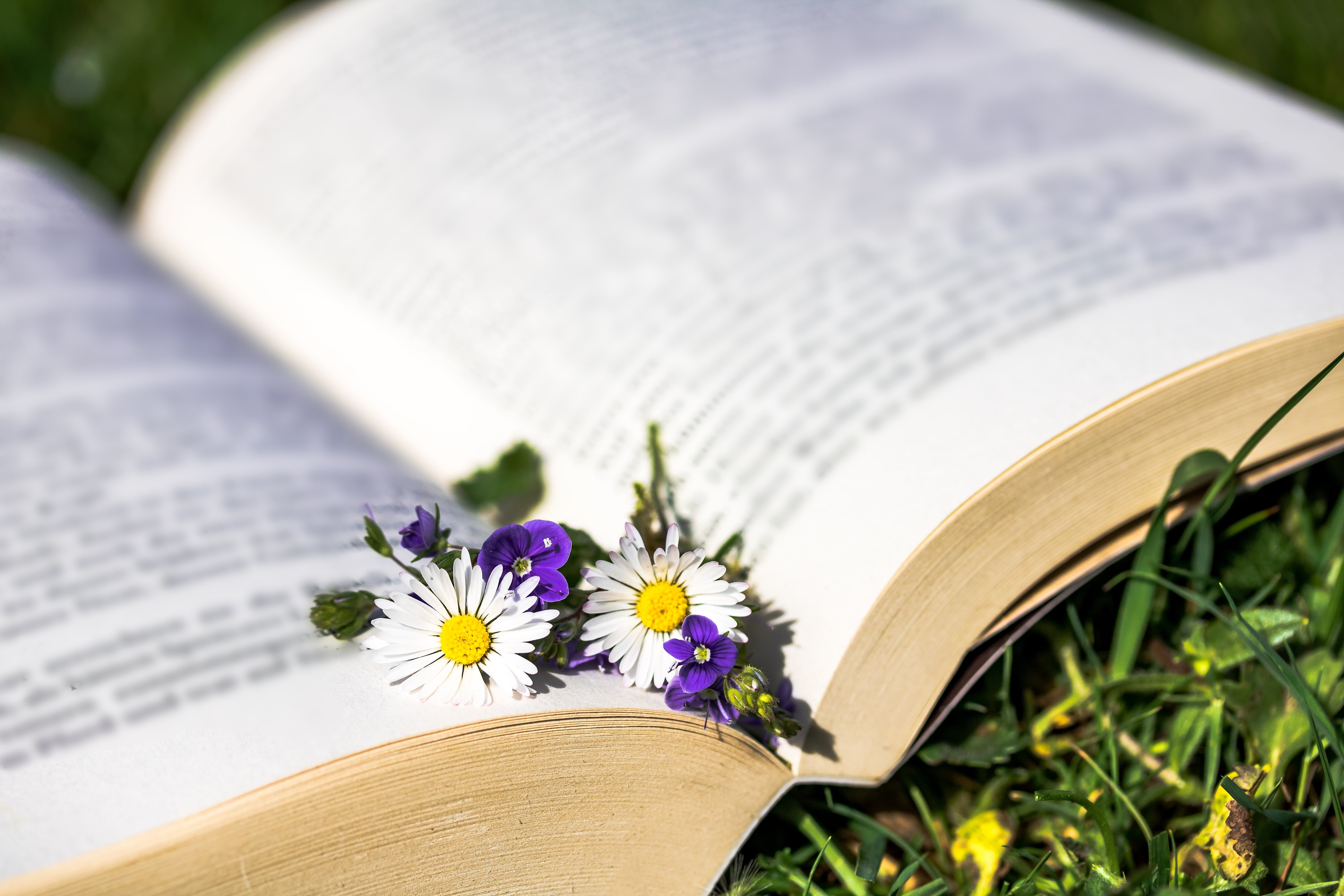 book, plantain greenhouse, page, petaled, veronica, wisdom, studying, open book, small flowers, flowers, 5K, bloom, beauty in nature, silent, pointed flower, HD Wallpaper