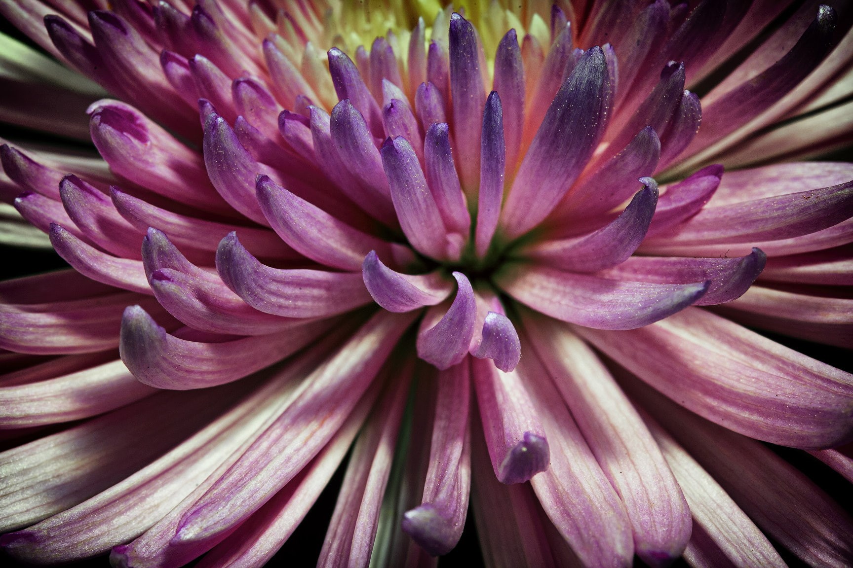Shri Rabilall, plants, 500px, macro, 720P, Colorful, nature, HD Wallpaper