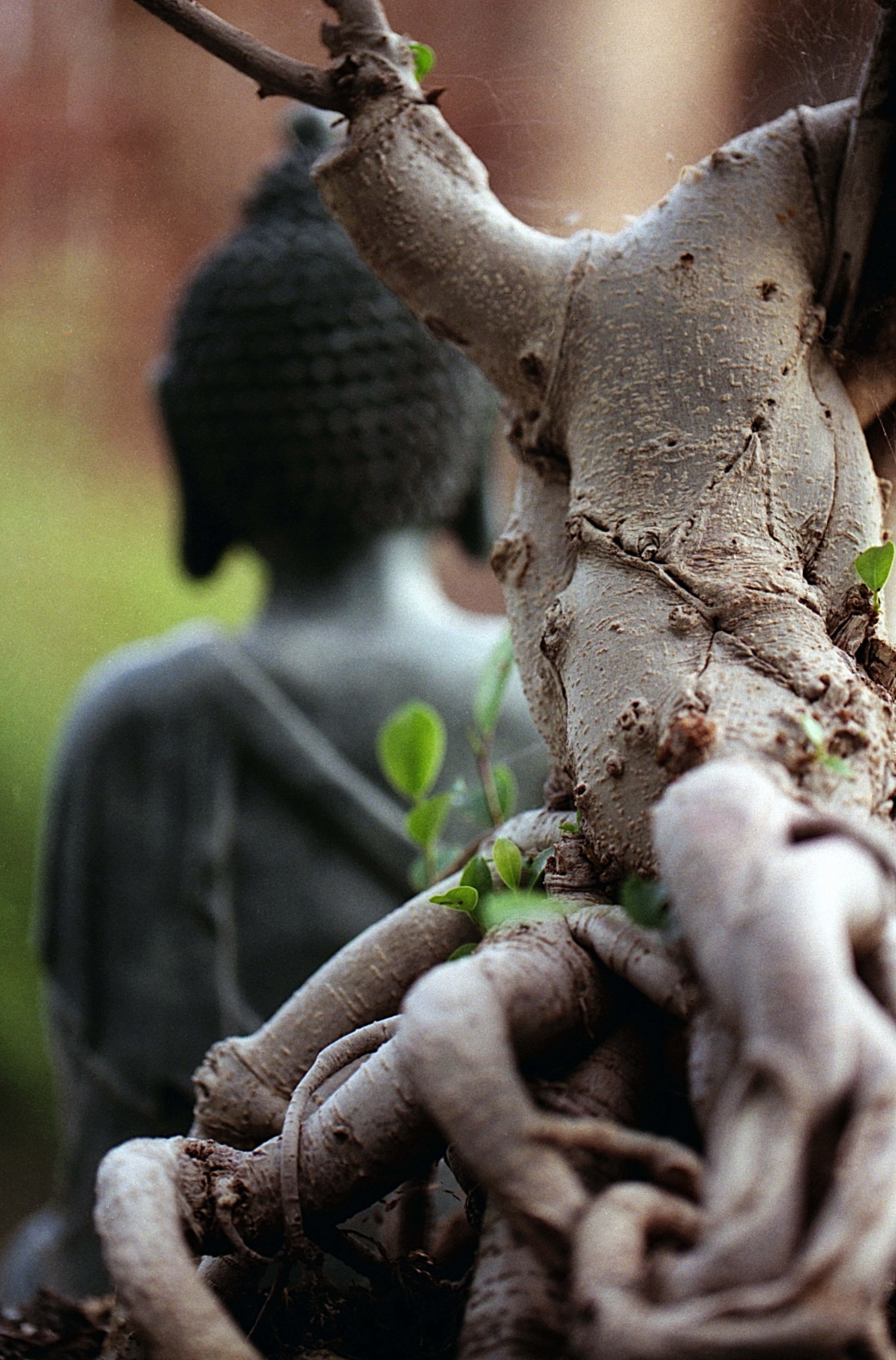 plant part, zen, buddha, spirituality, beauty in nature, relaxation, peace, buddhism, tree trunk, animals in the wild, human representation, culture, outdoors, Phone HD Wallpaper