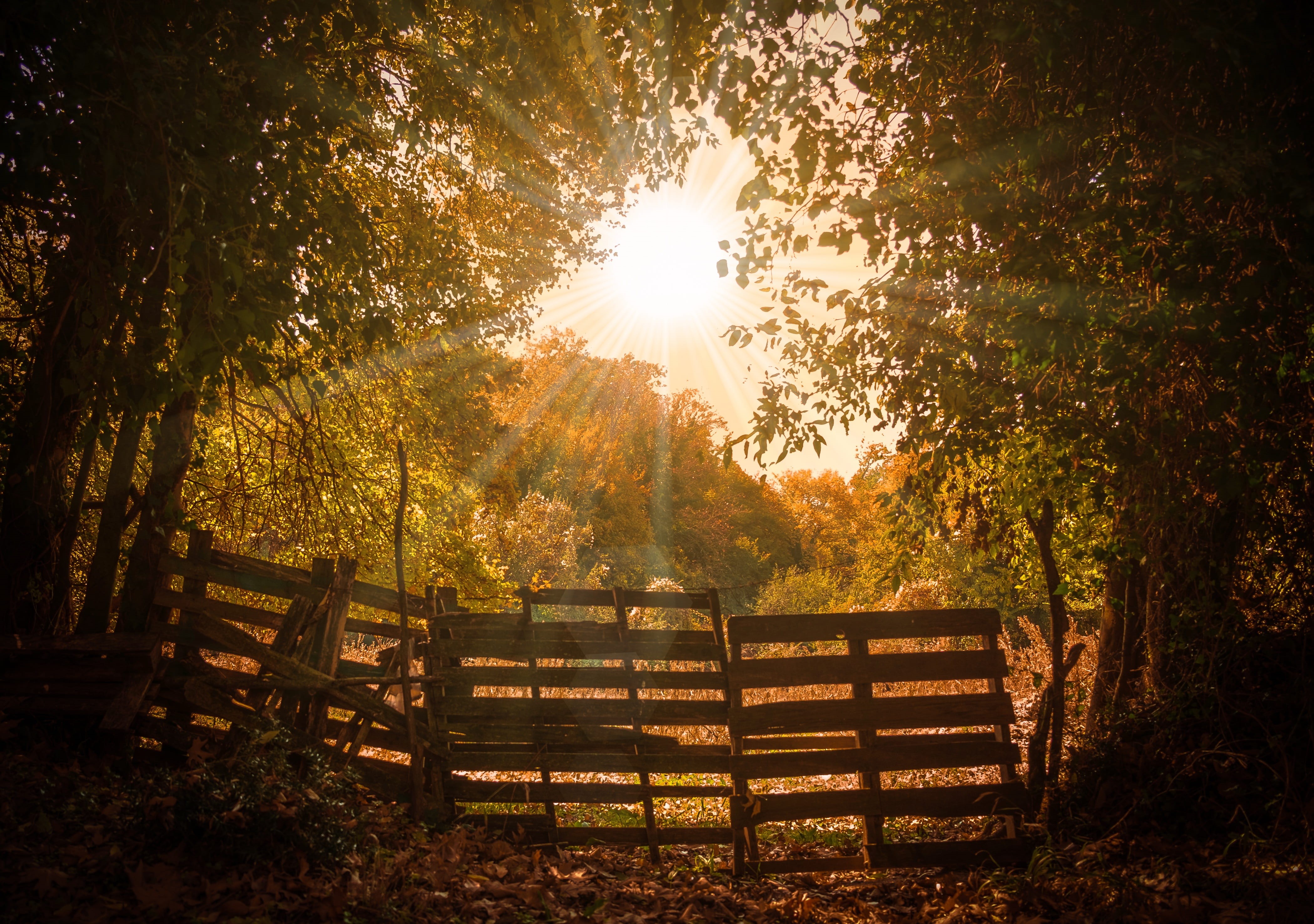 bright, plant, growth, sunlight, brown, streaming, 4K, sun, beauty in nature, field, outdoors, sunbeam, autumn, tree, land, mantra, no people, sky, nature, HD Wallpaper