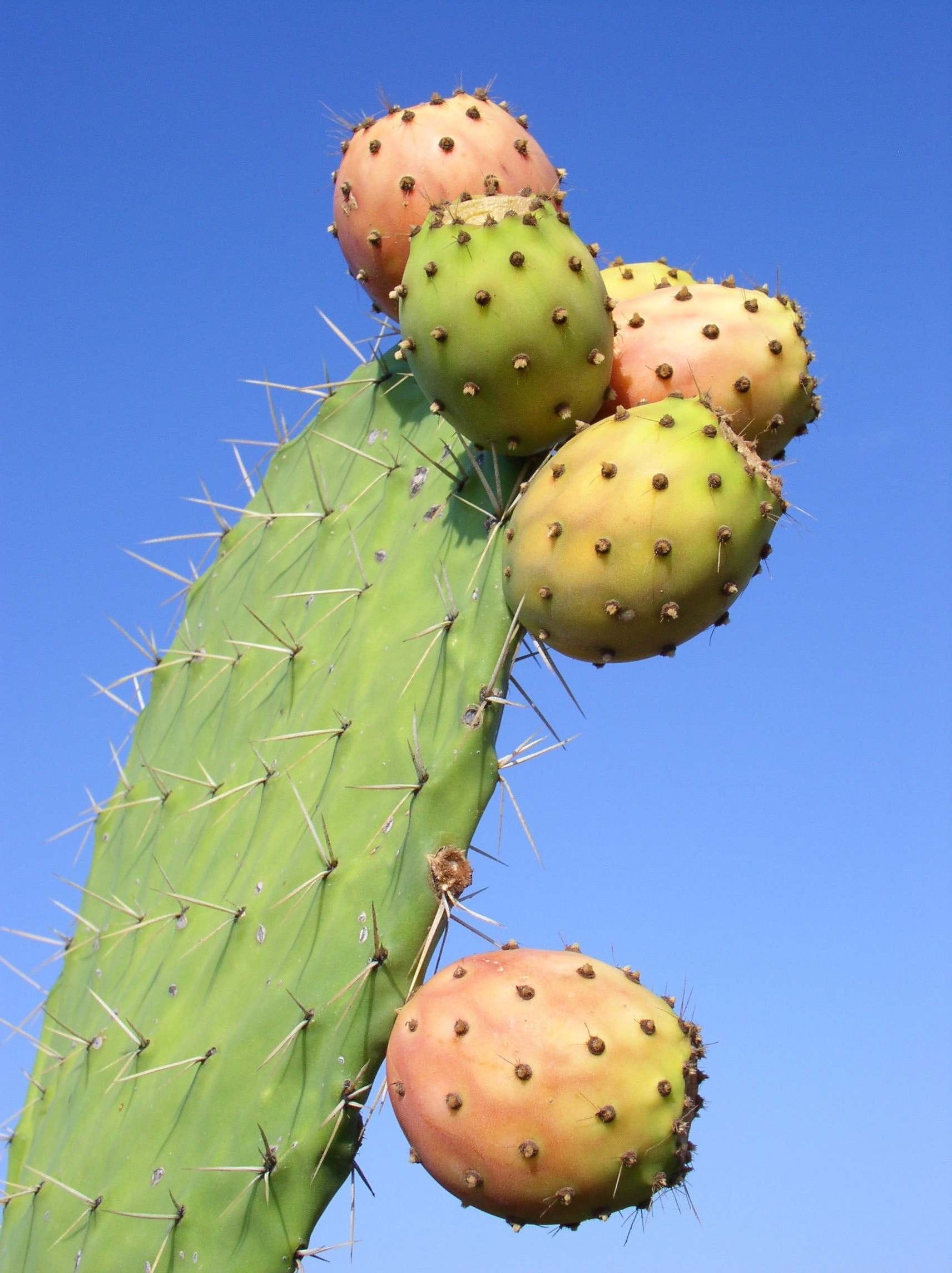 close-up, Thala Tunisia, sunlight, exotic, no people, day, green color, spiked, hindi thala tunisia, Prickly Pear, plant, sky, 1080P, clear sky, sharp, Phone HD Wallpaper