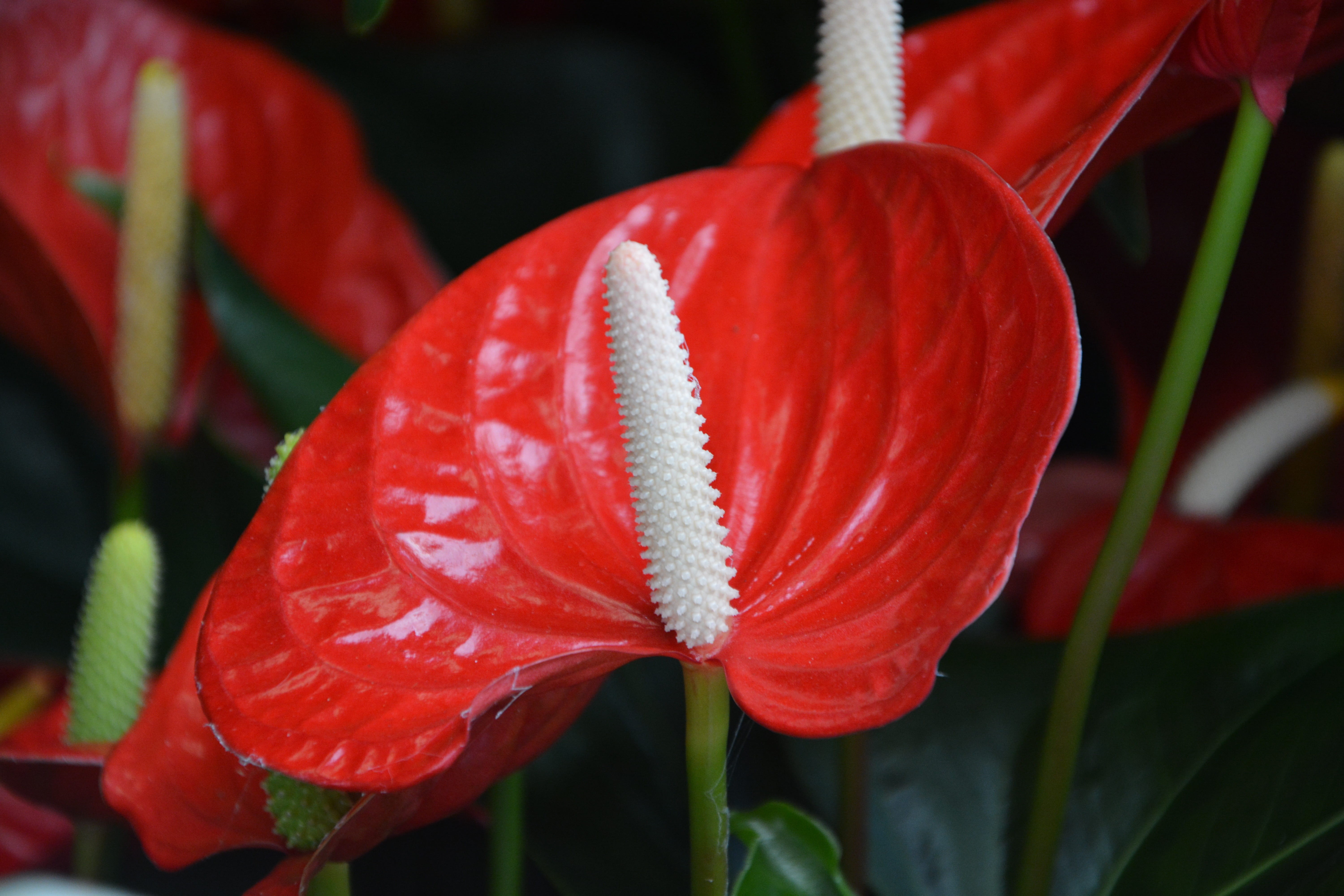 flower head, anthurium andreanum mix, flowering plant, botany, freshness, gift offer, 5K, dew, nature, springtime, fragility, close-up, no people, original plant, HD Wallpaper