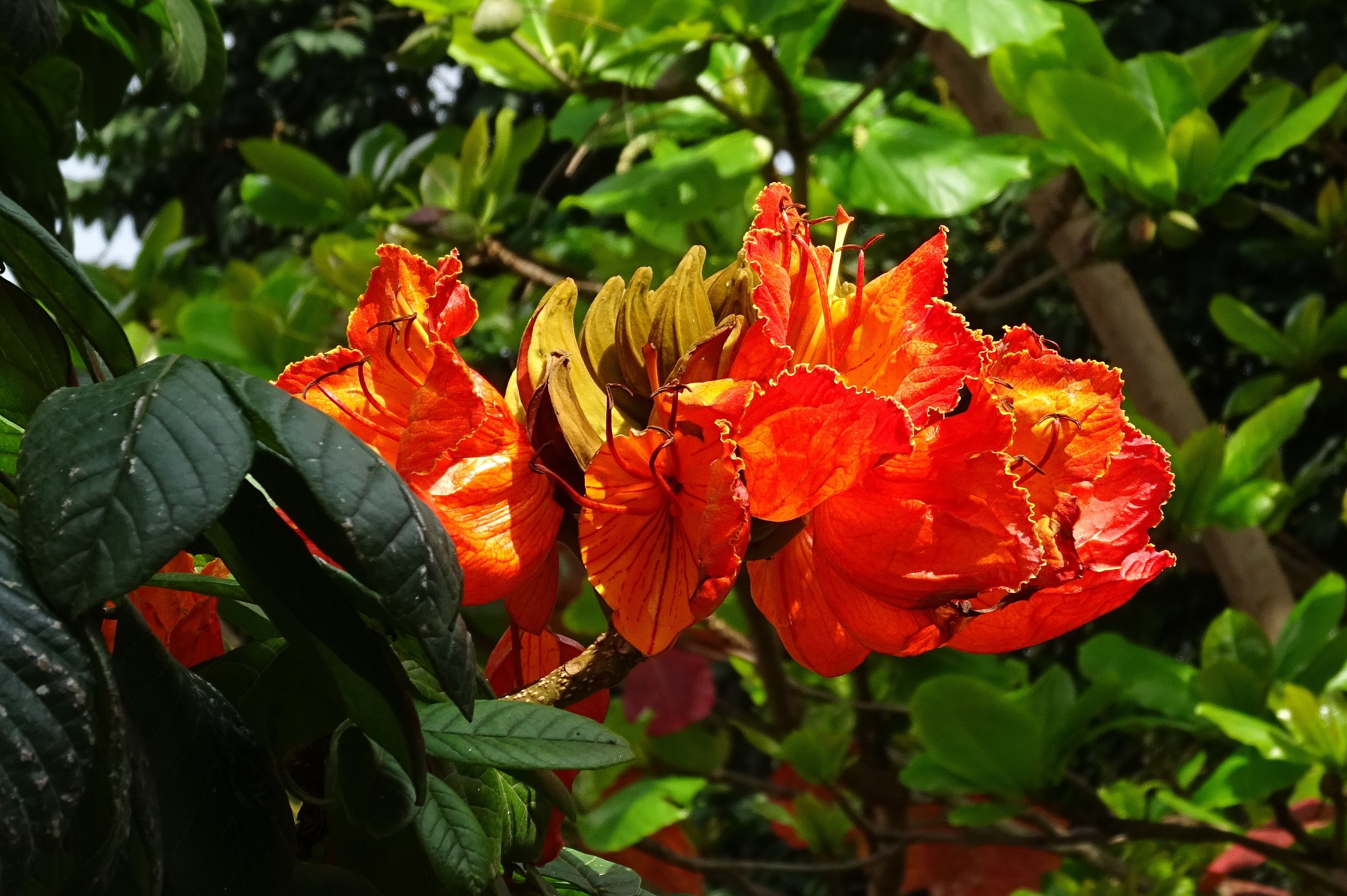 spathodea, bignoniaceae, red, 2K, petals, fragility, african tuliptree, vulnerability, leaves, close-up, fountain tree, no people, plant part, flowering plant, HD Wallpaper