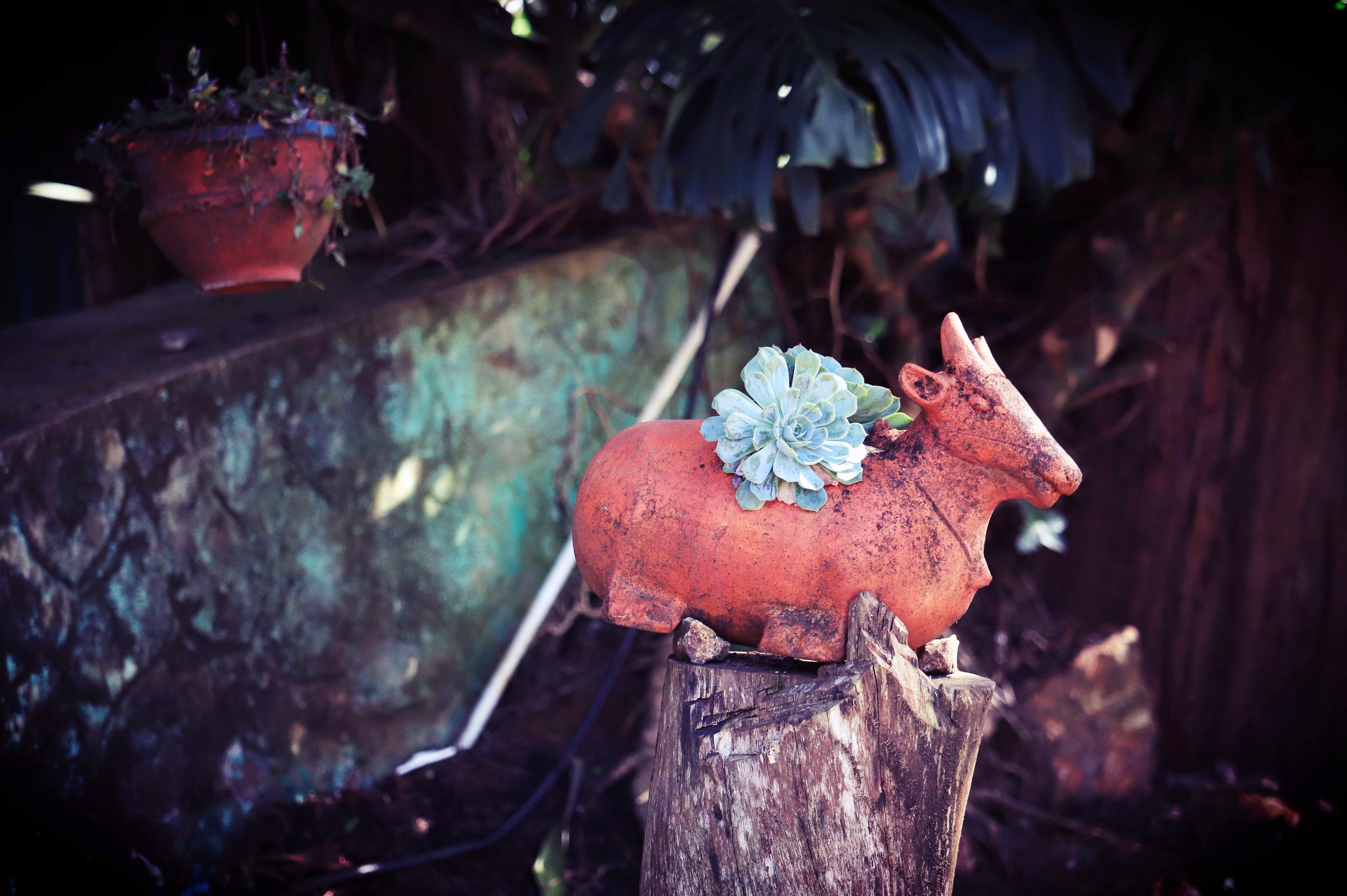 growth, beauty in nature, outdoors, weathered, metal, tree, selective focus, close-up, art, red, pottery, land, nature, rusty, nandi, clay, focus on foreground, HD Wallpaper