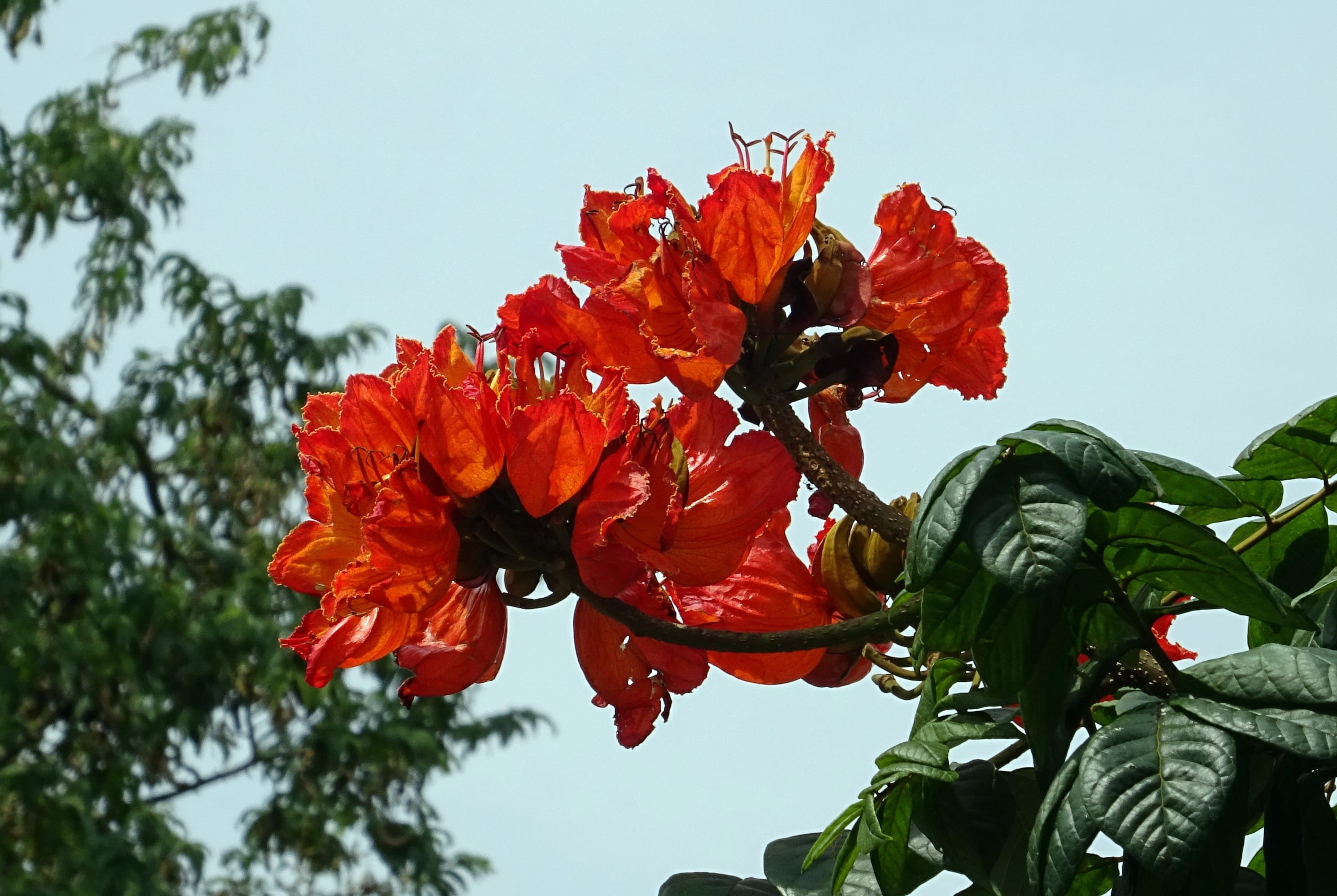no people, red, nature, nandi flame, beauty in nature, india, inflorescence, fountain tree, flowering plant, vulnerability, petal, focus on foreground, HD Wallpaper