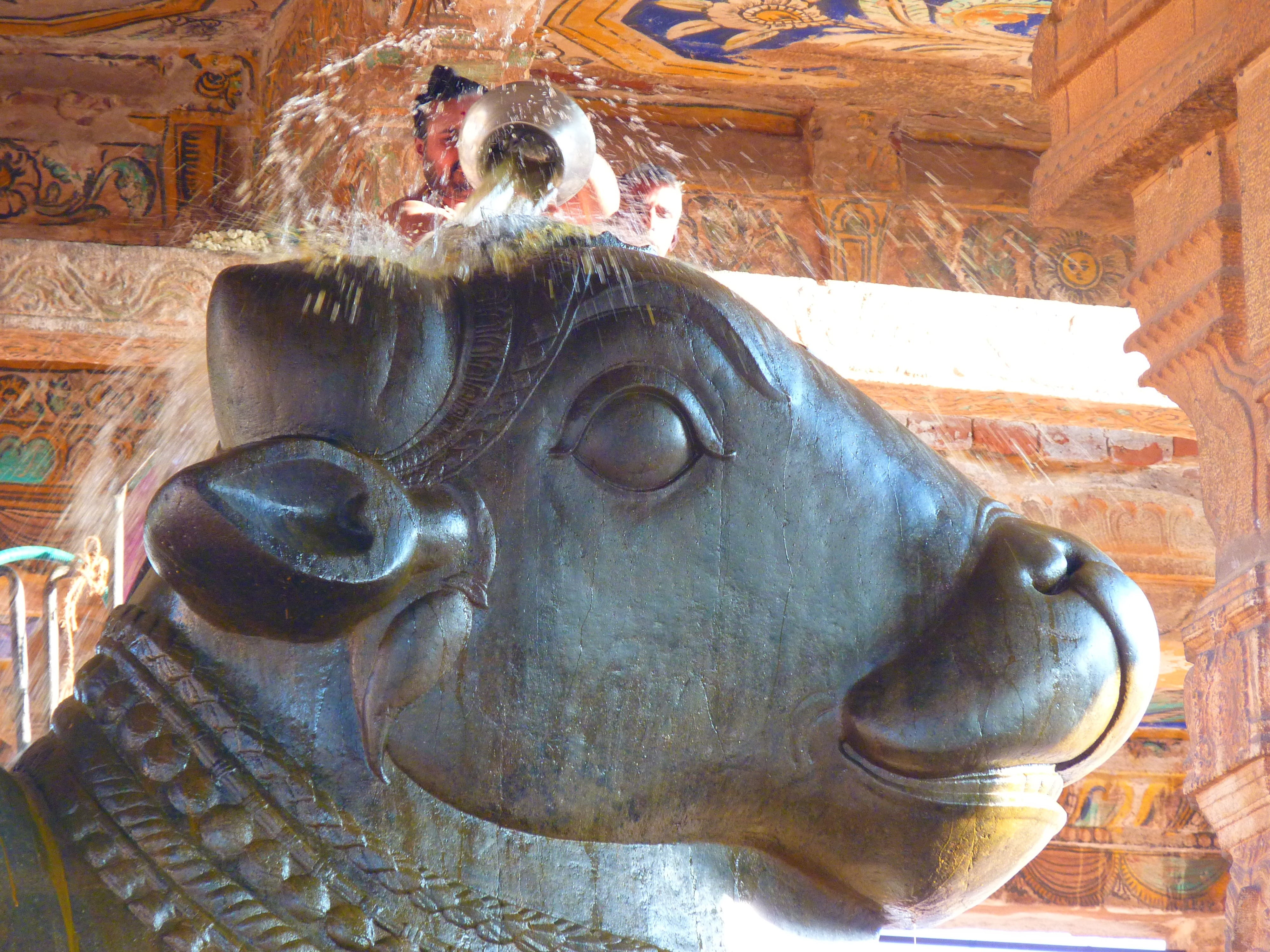 one animal, famous Place, Ceremony, architecture, brihadeswhwara temple, art and craft, sculpture, built structure, asia, outdoors, building, statue, animal wildlife, HD Wallpaper