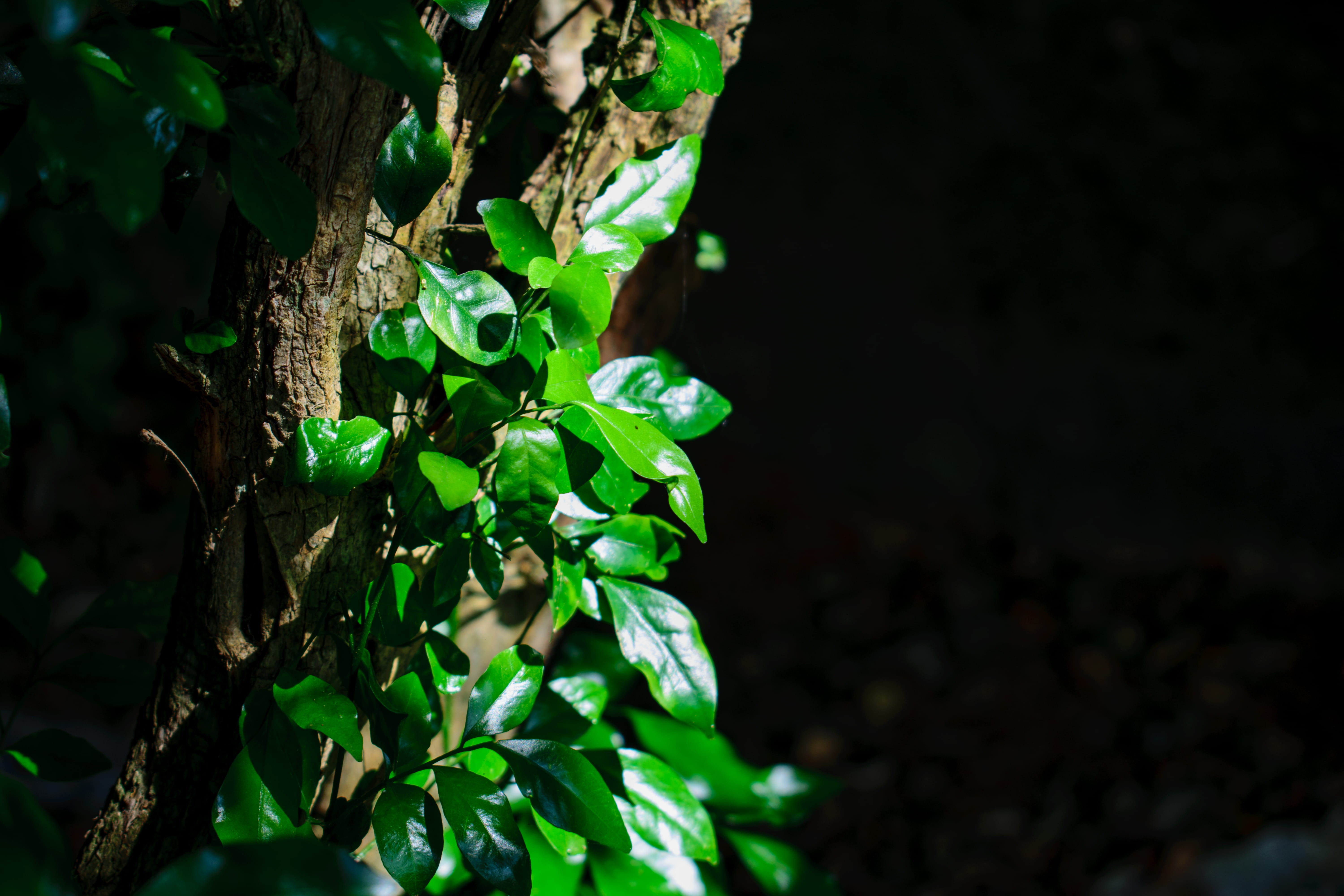 close-up, hills, plant, tree, green color, outdoors, tree trunk, beauty in nature, black background, no people, tranquility, growth, 5K, leaf, plant part, HD Wallpaper