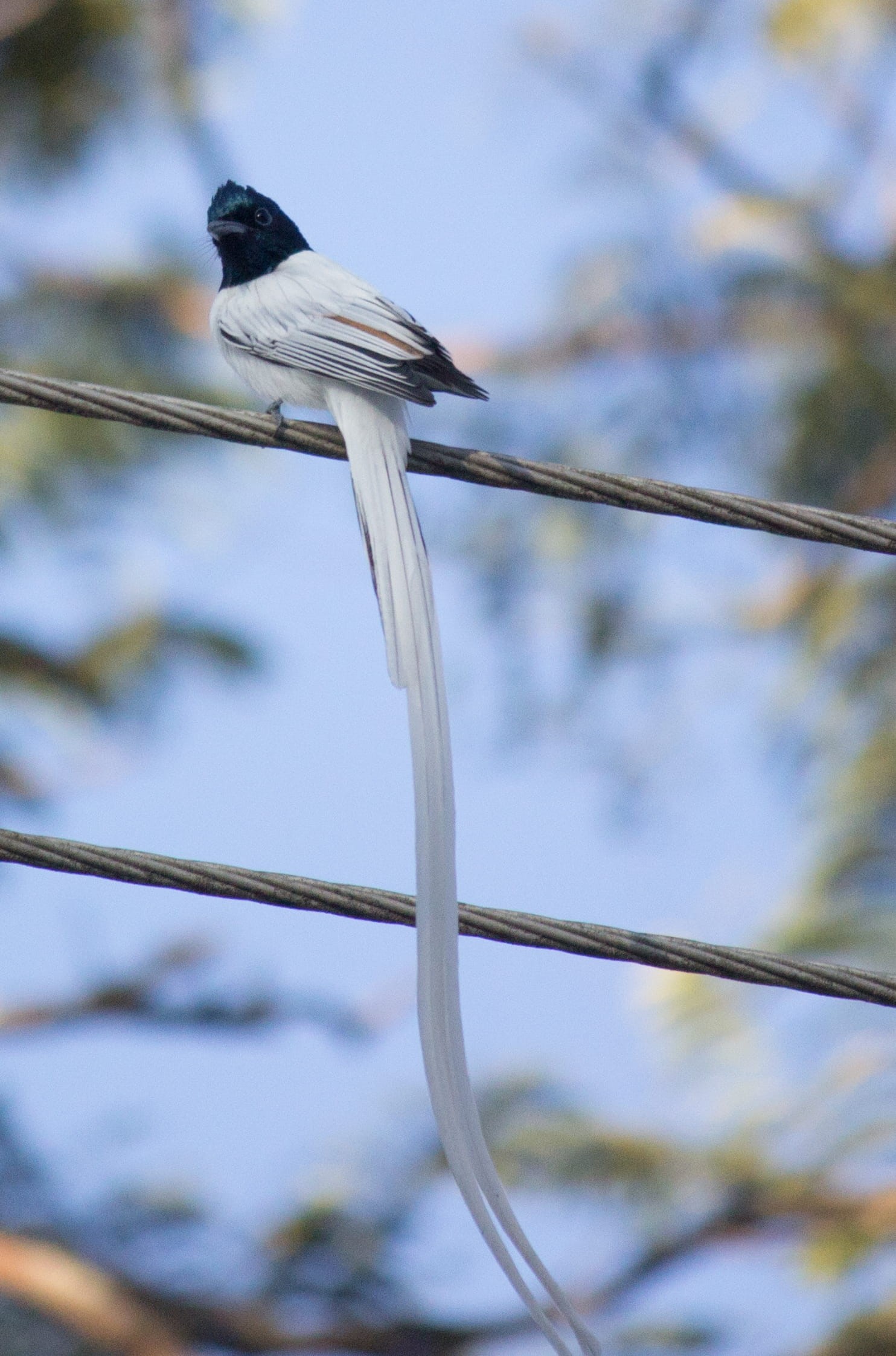 vertebrate, birds, focus on foreground, animal wildlife, india, bird, nandi hills, zoology, no people, animal themes, animal, perching, outdoors, animals in the wild, Phone HD Wallpaper