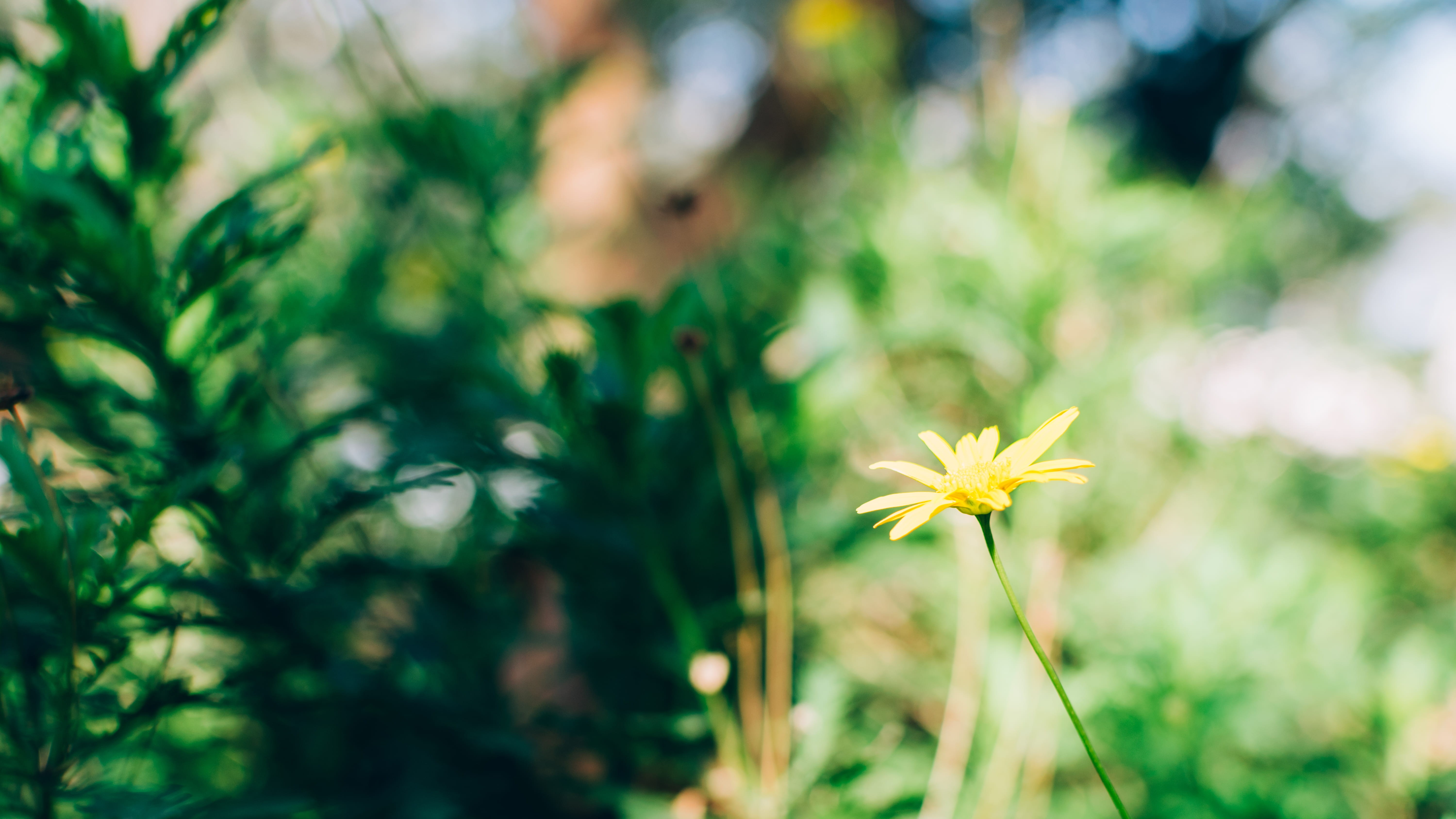 yellow, nature, vulnerability, freshness, beauty in nature, flower head, no people, light, bokeh, flowering plant, natural, day, petal, flower, beautiful, HD Wallpaper