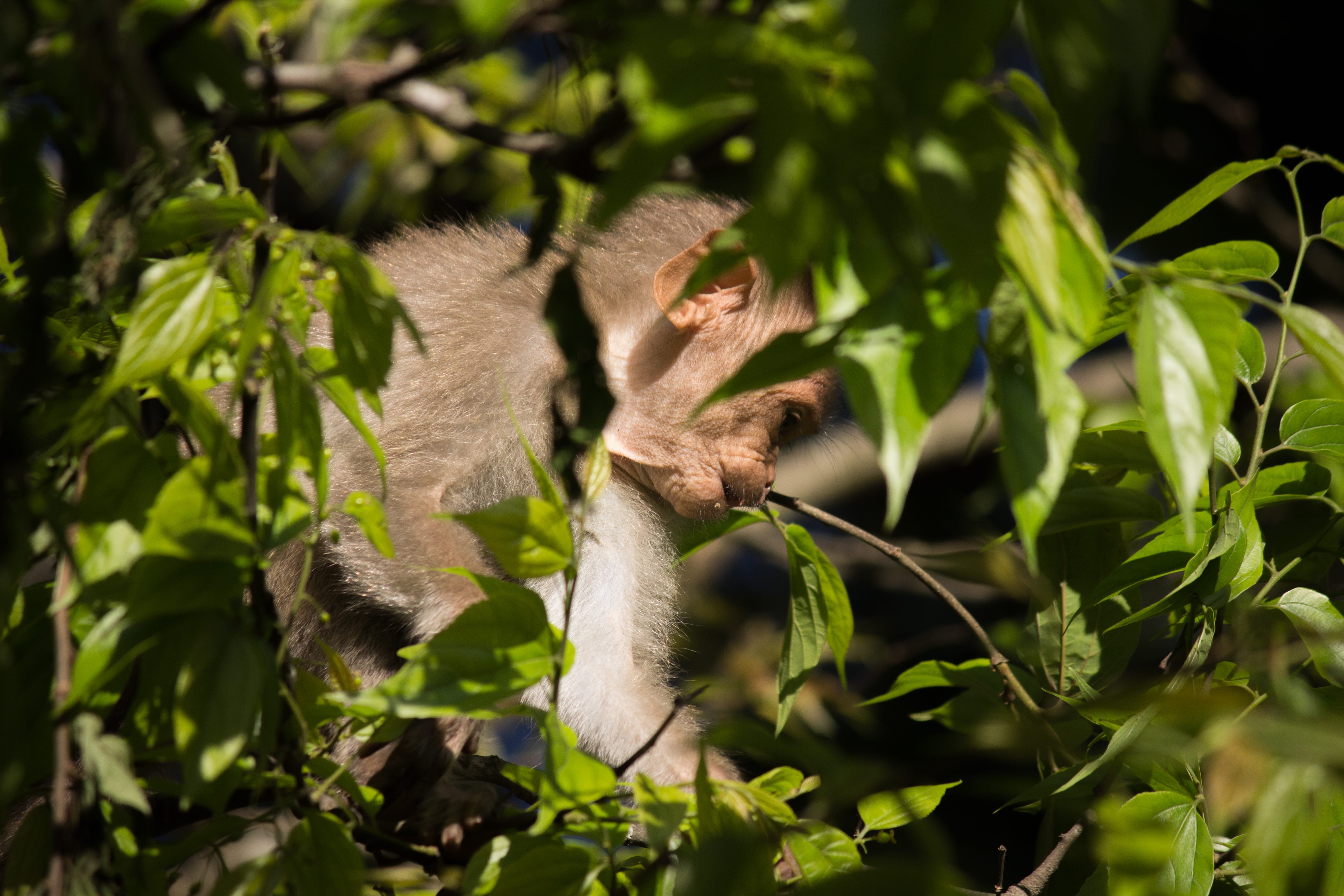 animal, 5K, growth, primate, one animal, plant part, monkey, day, leaf, plant, india, animal themes, forest, nature, green color, animal wildlife, animals in the wild, HD Wallpaper