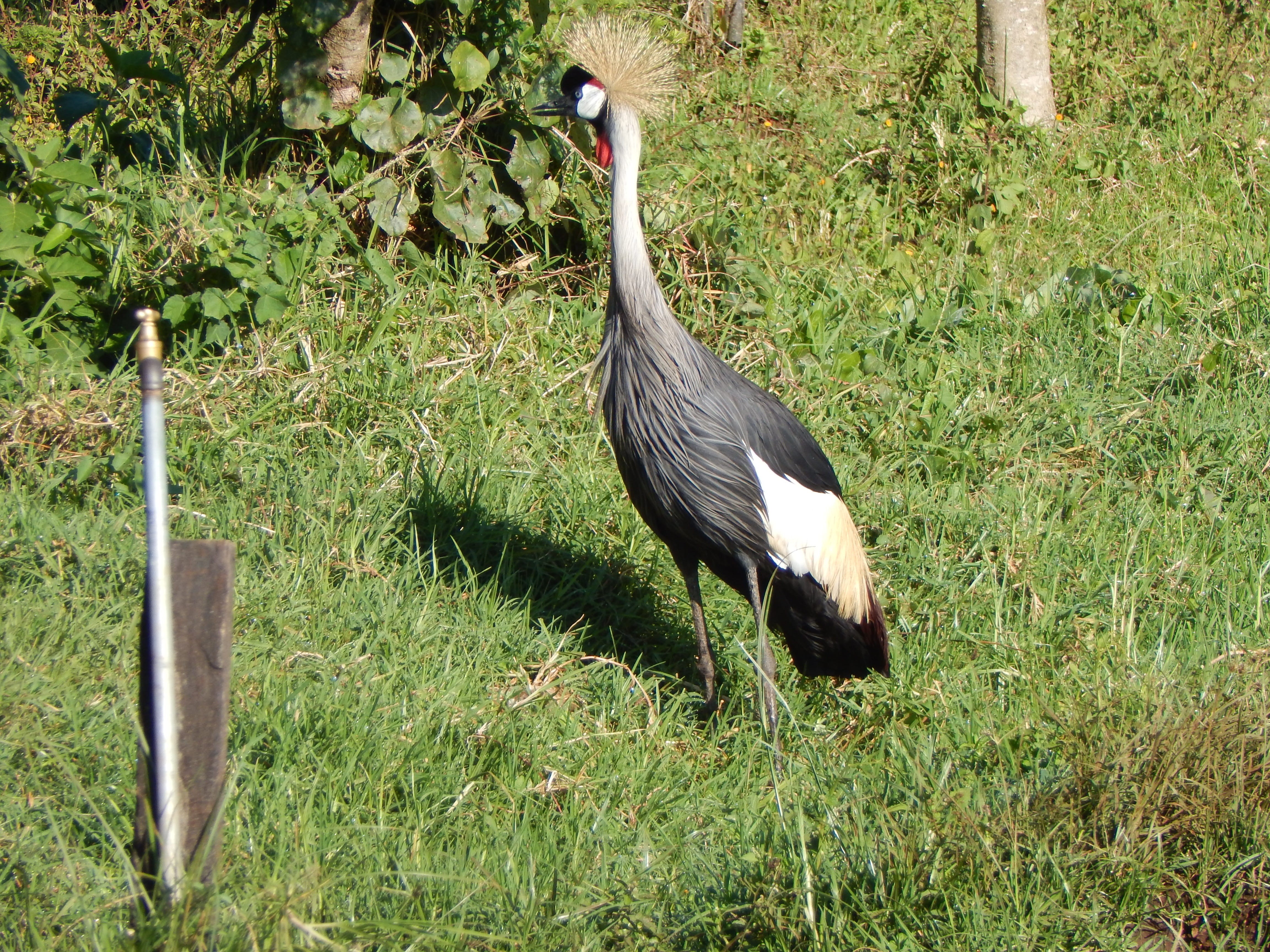 land, green color, crane bird, animals in the wild, wing, full length, growth, animal wildlife, bird, sunlight, nandi hills, grass, kenya, plant, one animal, HD Wallpaper
