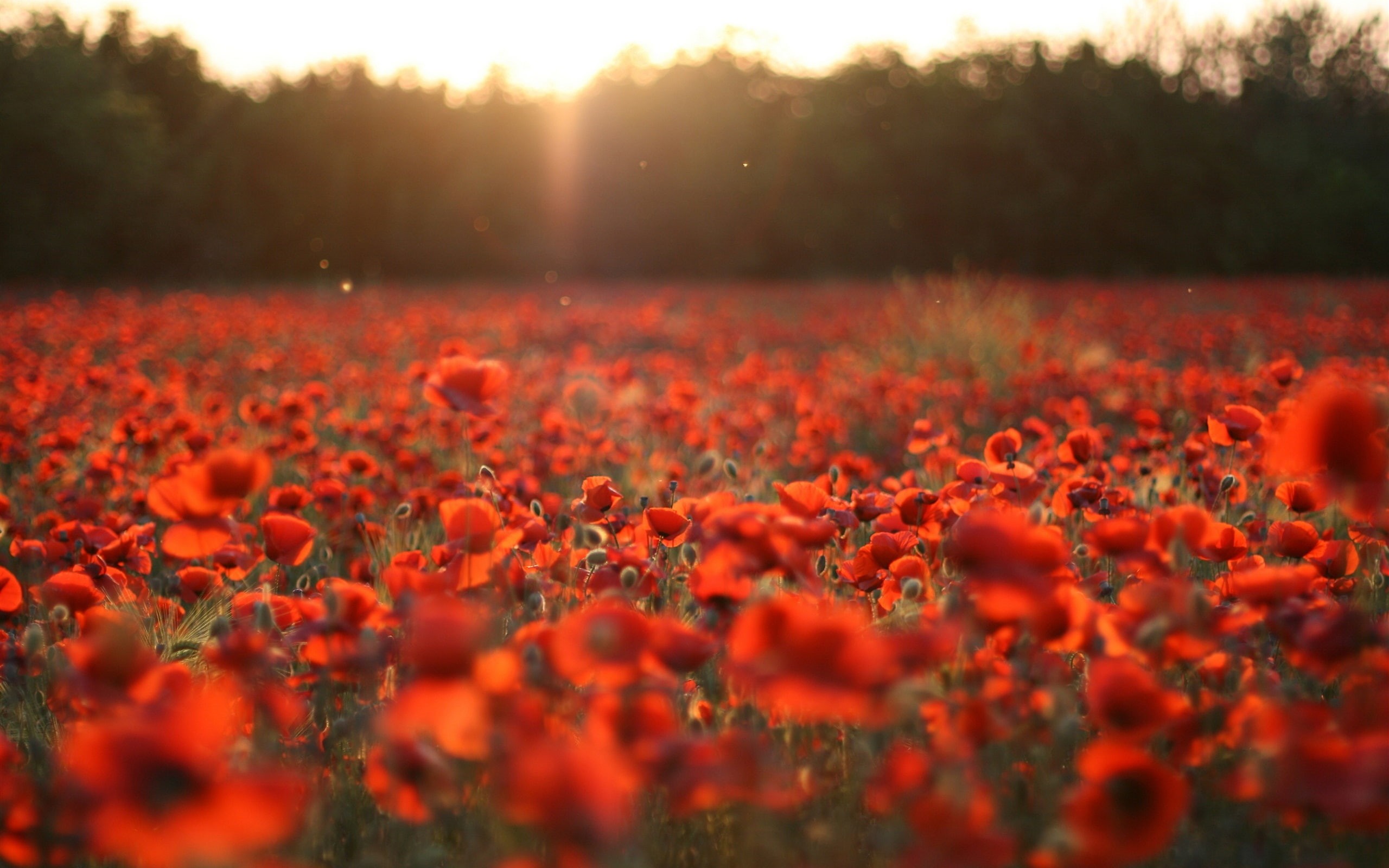 Sun, Red, 2K, Poppies, Field, Flowers, Rays, HD Wallpaper