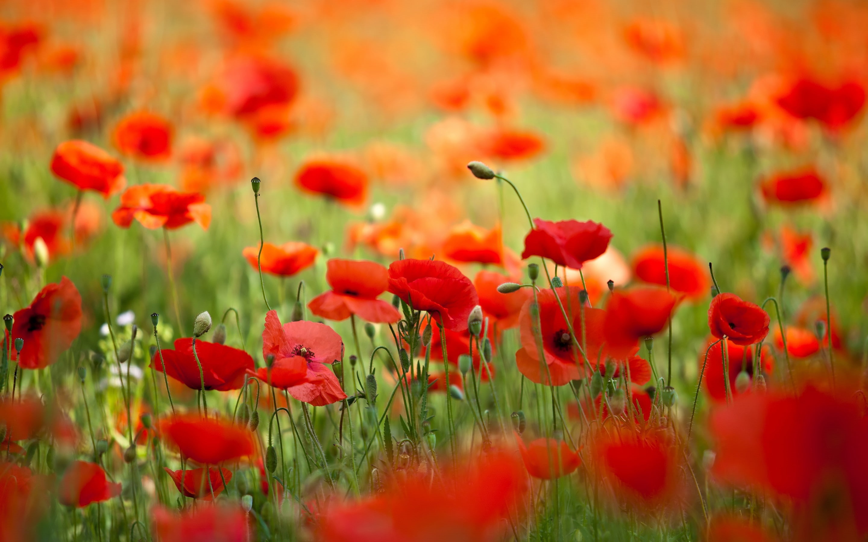 poppies, spring, Nature, field, flowers, petals, 2K, HD Wallpaper
