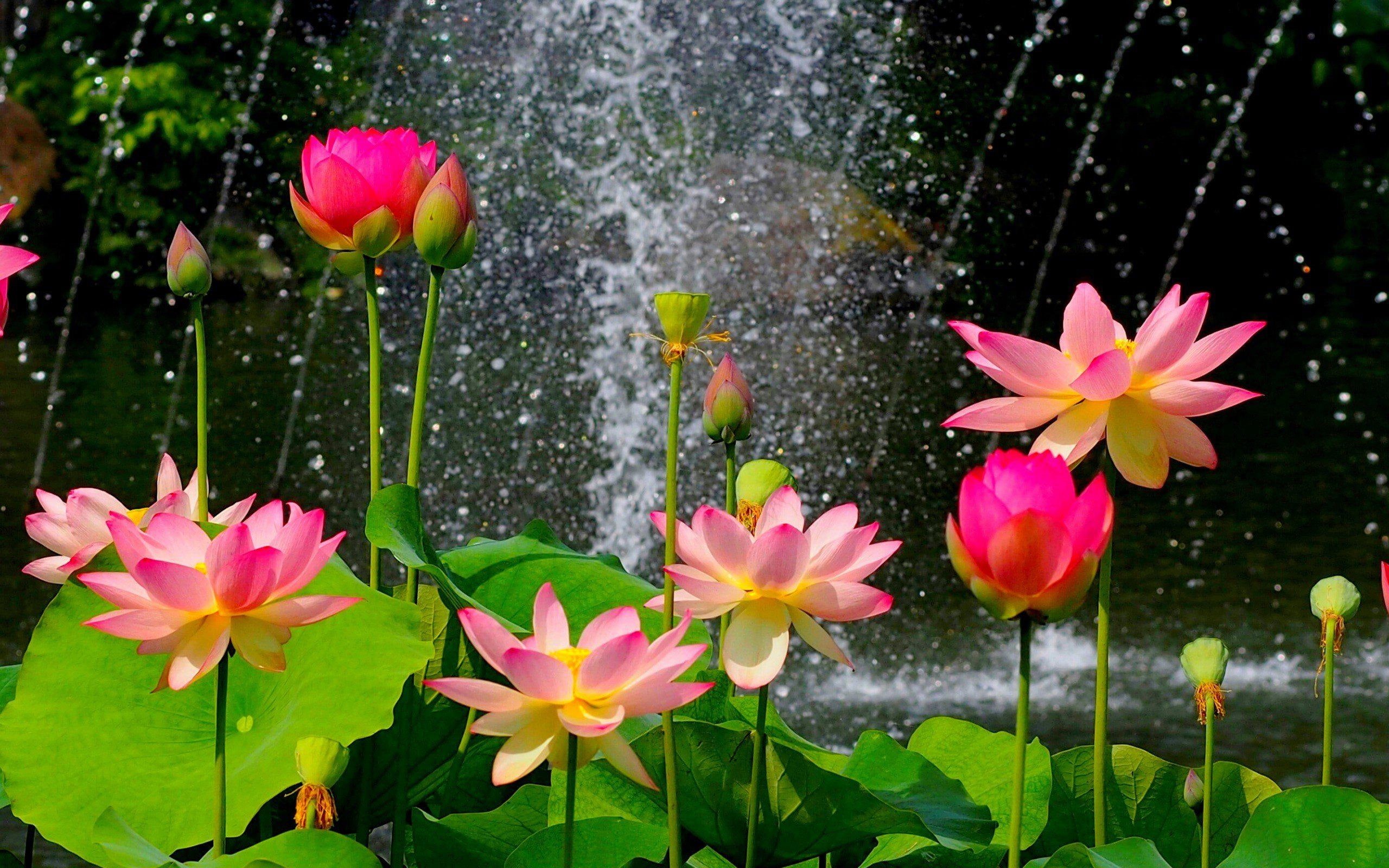nature, wild, 2K, hd, pink, flowers, flower, garden, HD Wallpaper