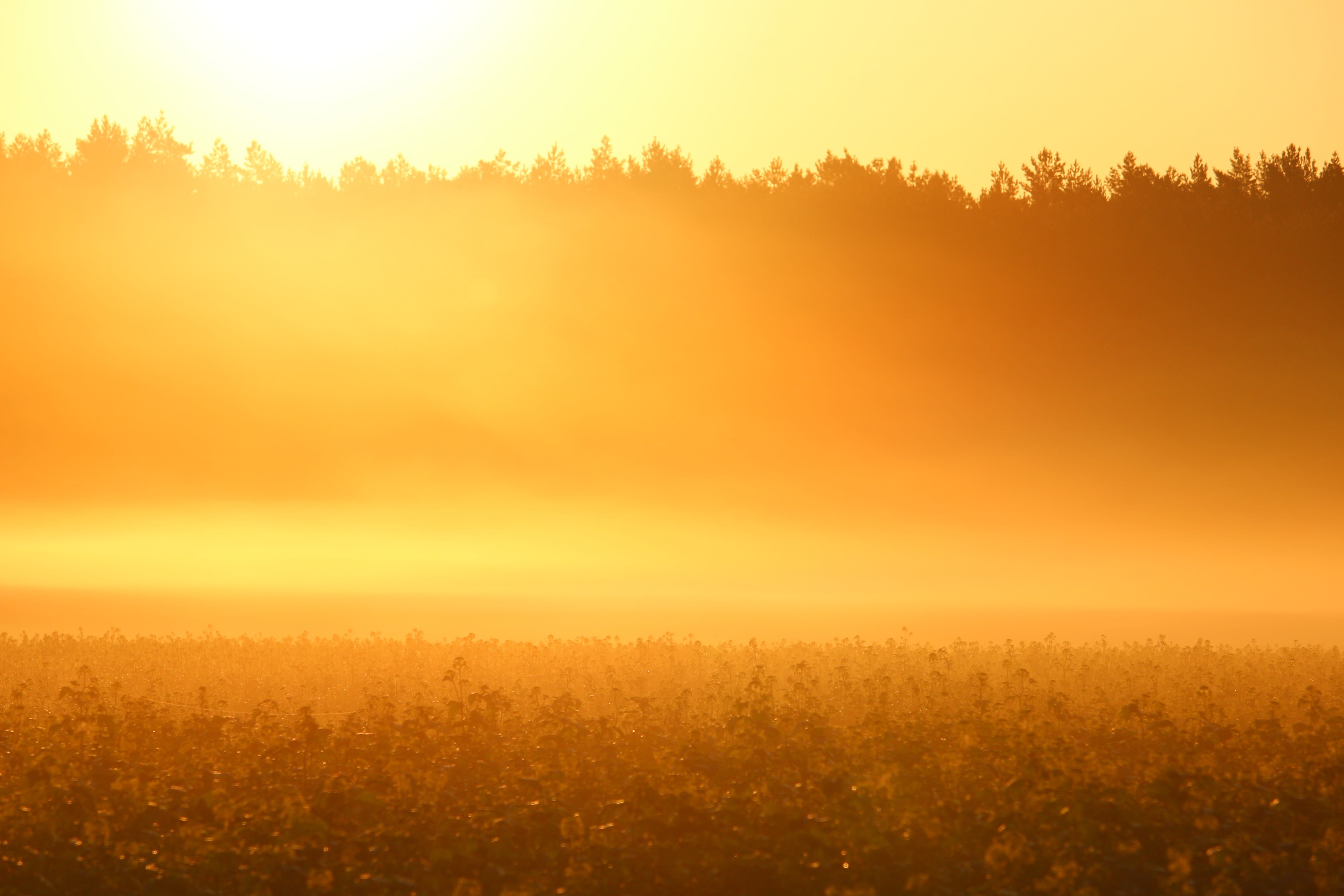 forest, scenics - nature, non-Urban Scene, scenics, sunset, sunrise - Dawn, morning mist, sun, yellow, sunlight, silhouette, autumn, light, mood, land, HD Wallpaper